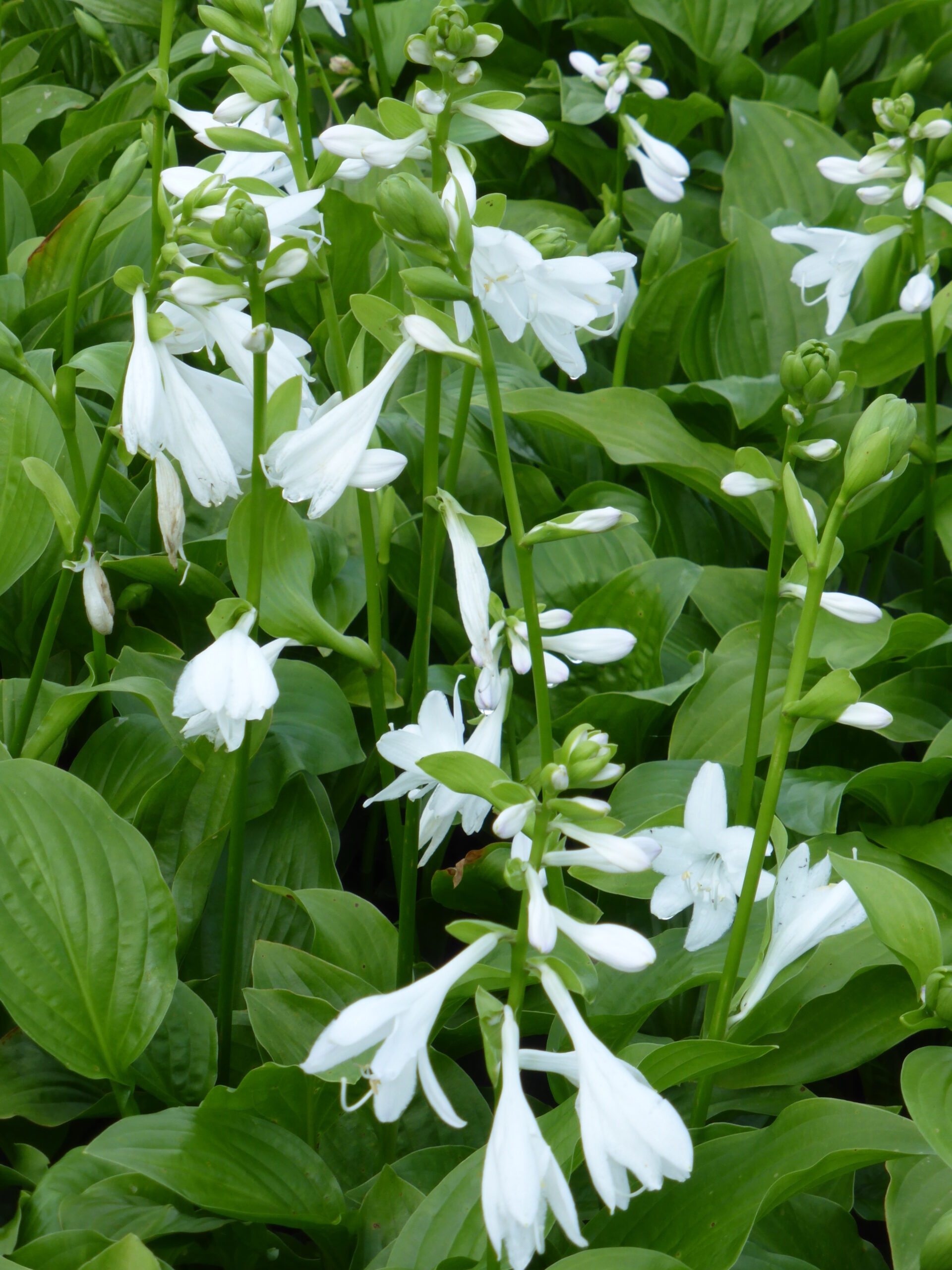 hosta_plantaginea_royal_standard_SS_001.jpeg