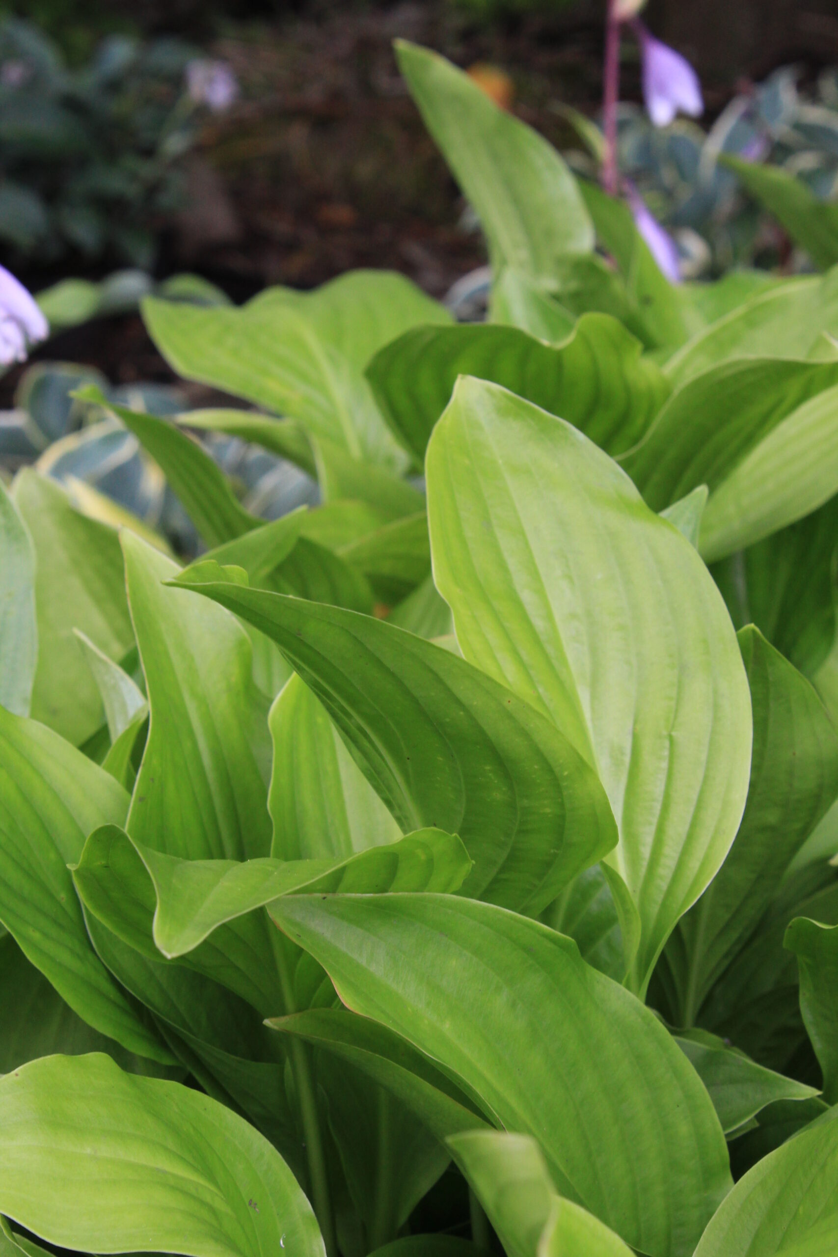 hosta_plantaginea_royal_standard_SS_002.jpeg