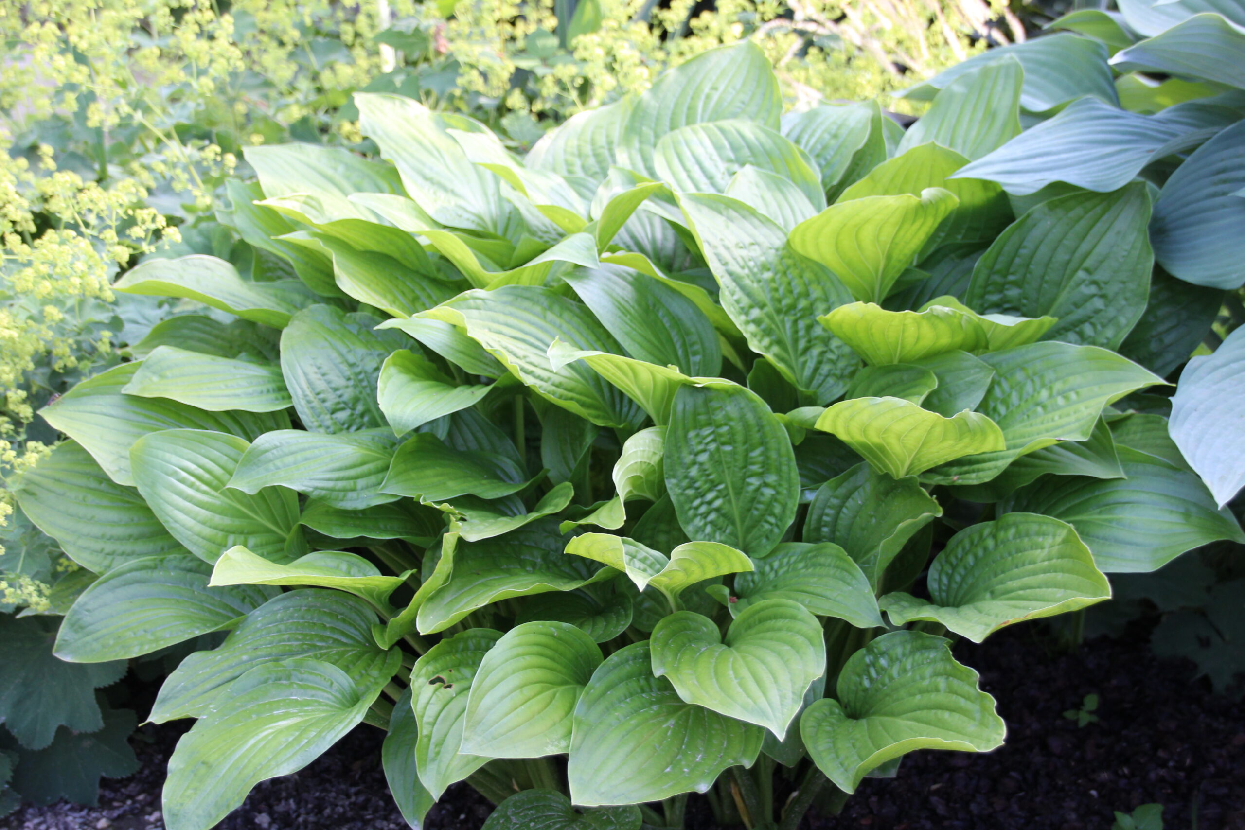 hosta_plantaginea_royal_standard_SS_003.jpeg