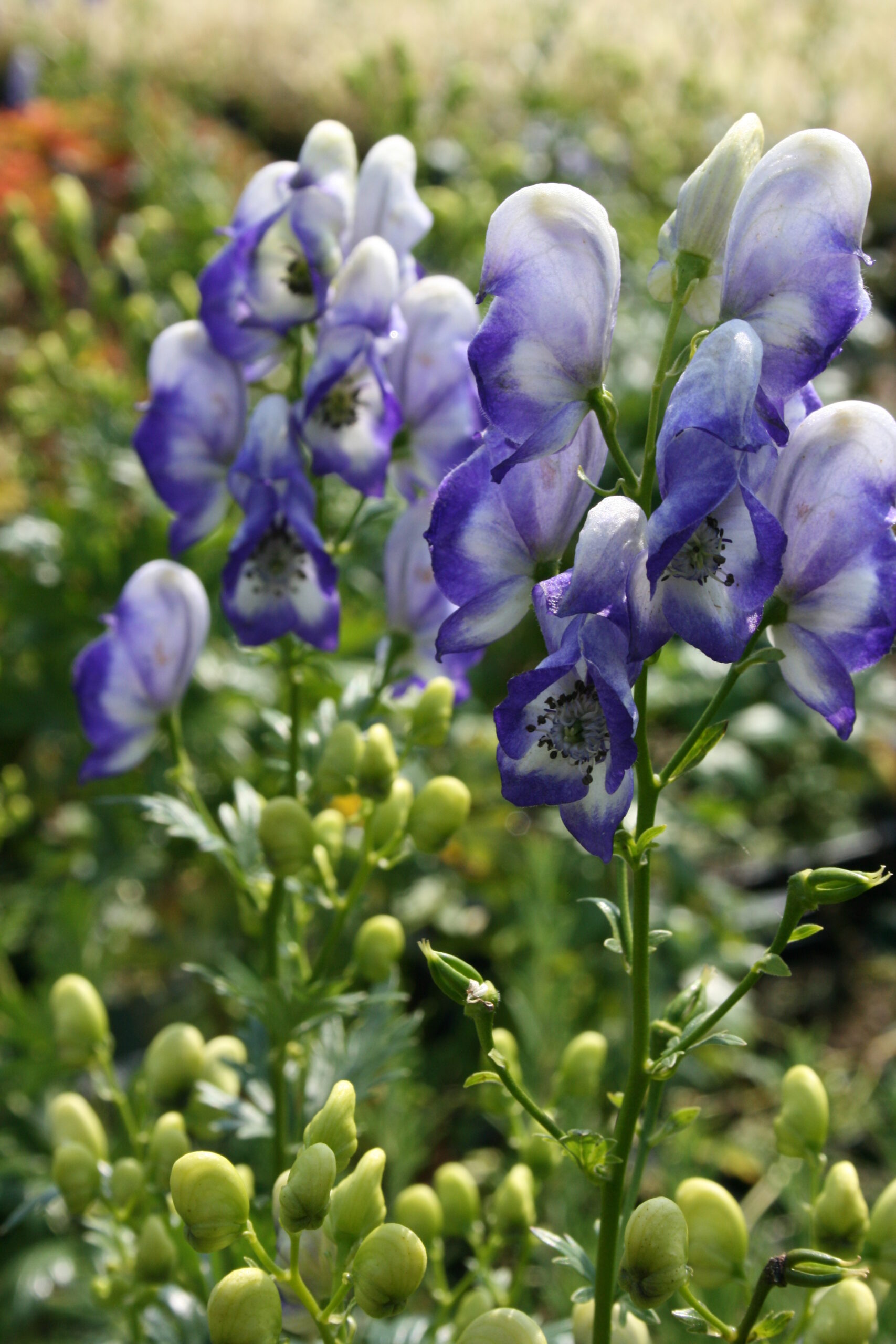 92_aconitum_cammarum_bicolor_SS_001.jpeg