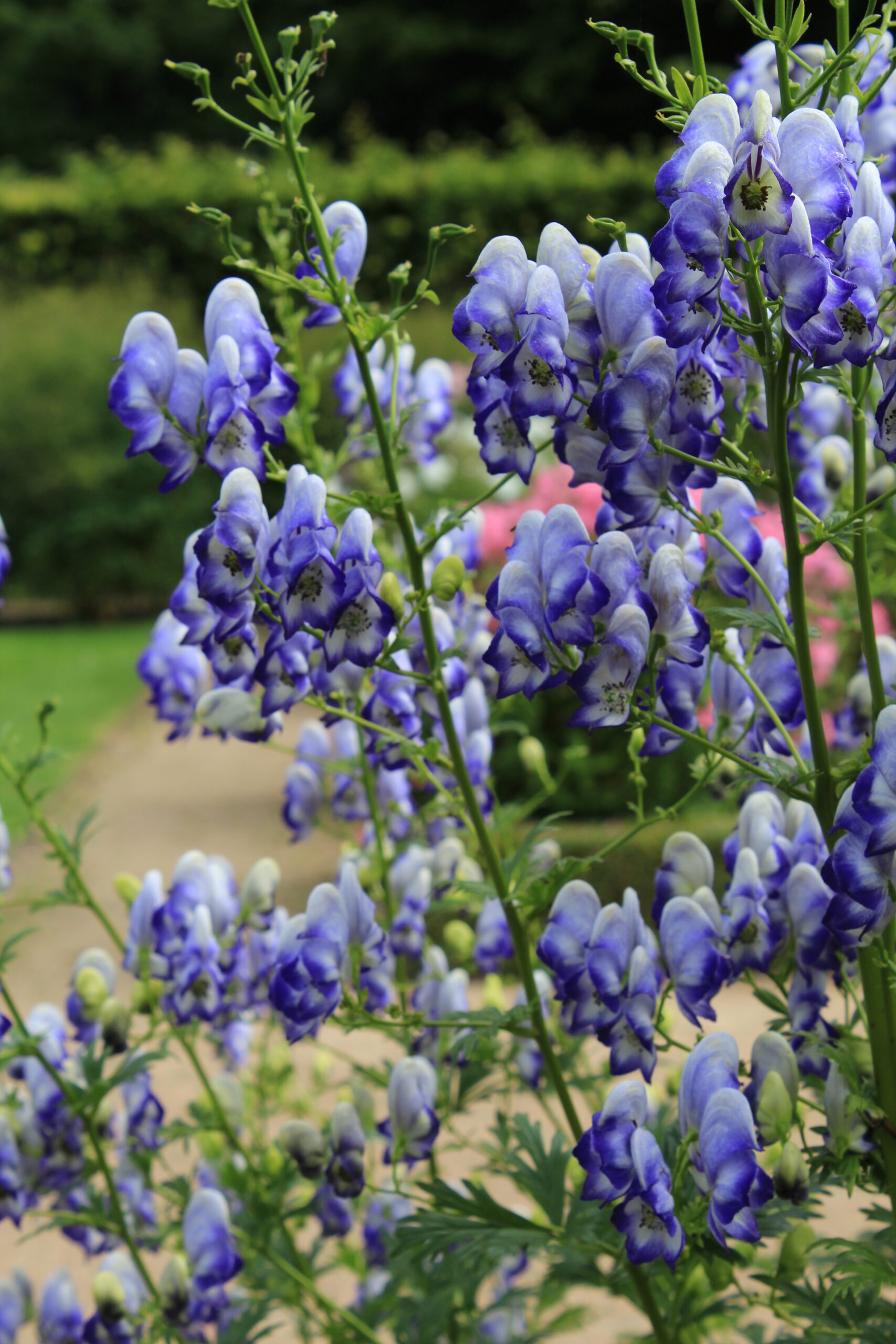 93_aconitum_cammarum_bicolor_SS_002.jpeg