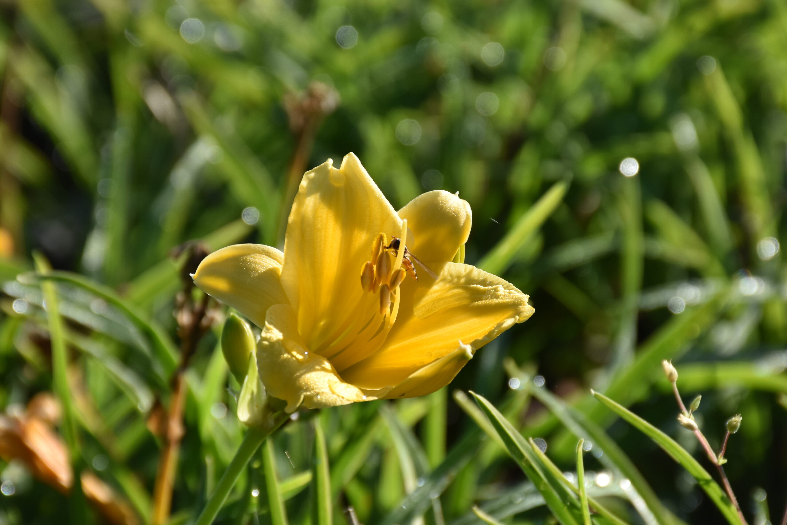 12264_hemerocallis_cult_stella_doro_XS_003.jpg