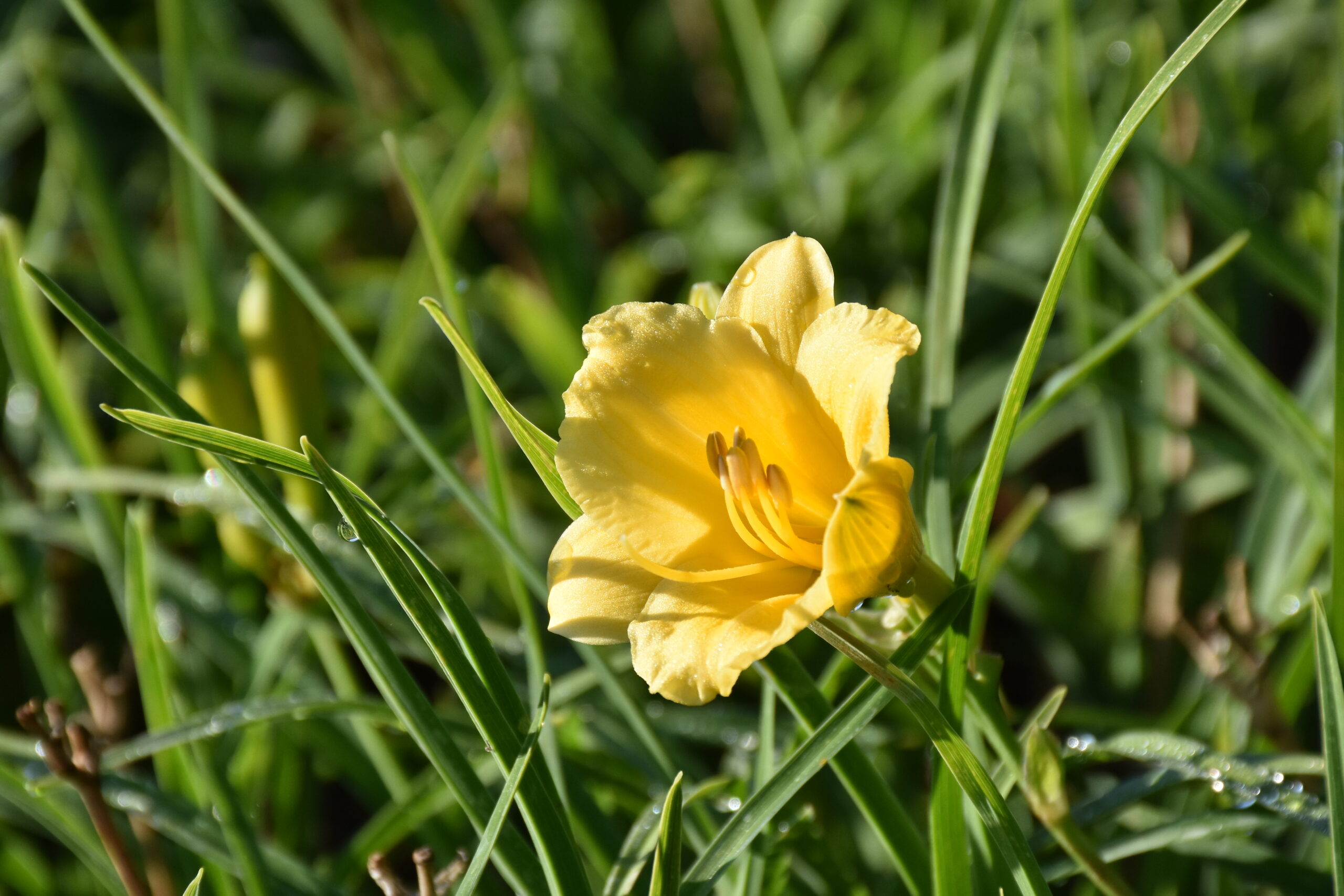 12265_hemerocallis_cult_stella_doro_XS_004.jpg