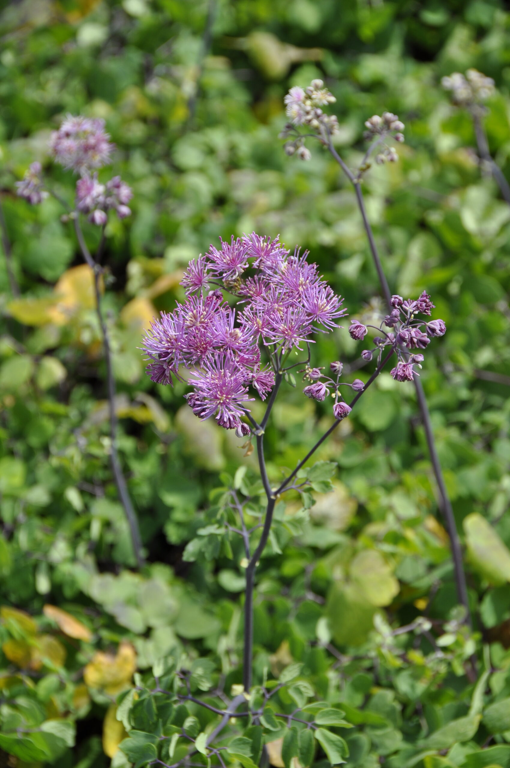 8166_thalictrum_aquilegifolium_little_pinkie_BG_003.jpg