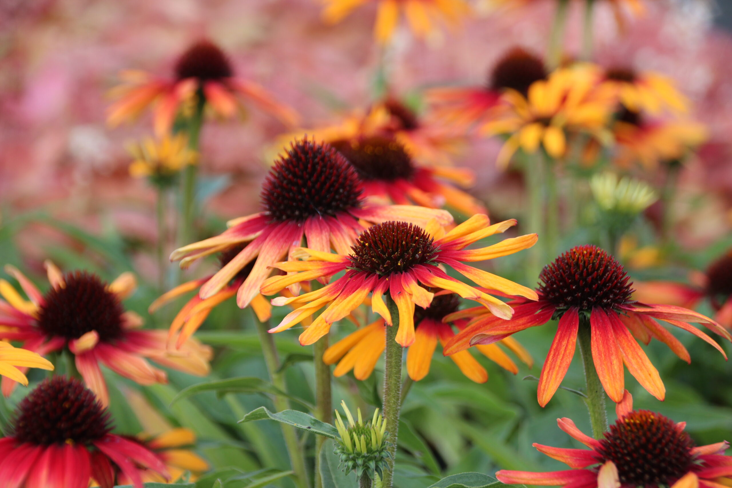 10480_echinacea_purpurea_sunseekers_tequila_sunrise_SS_007.jpg