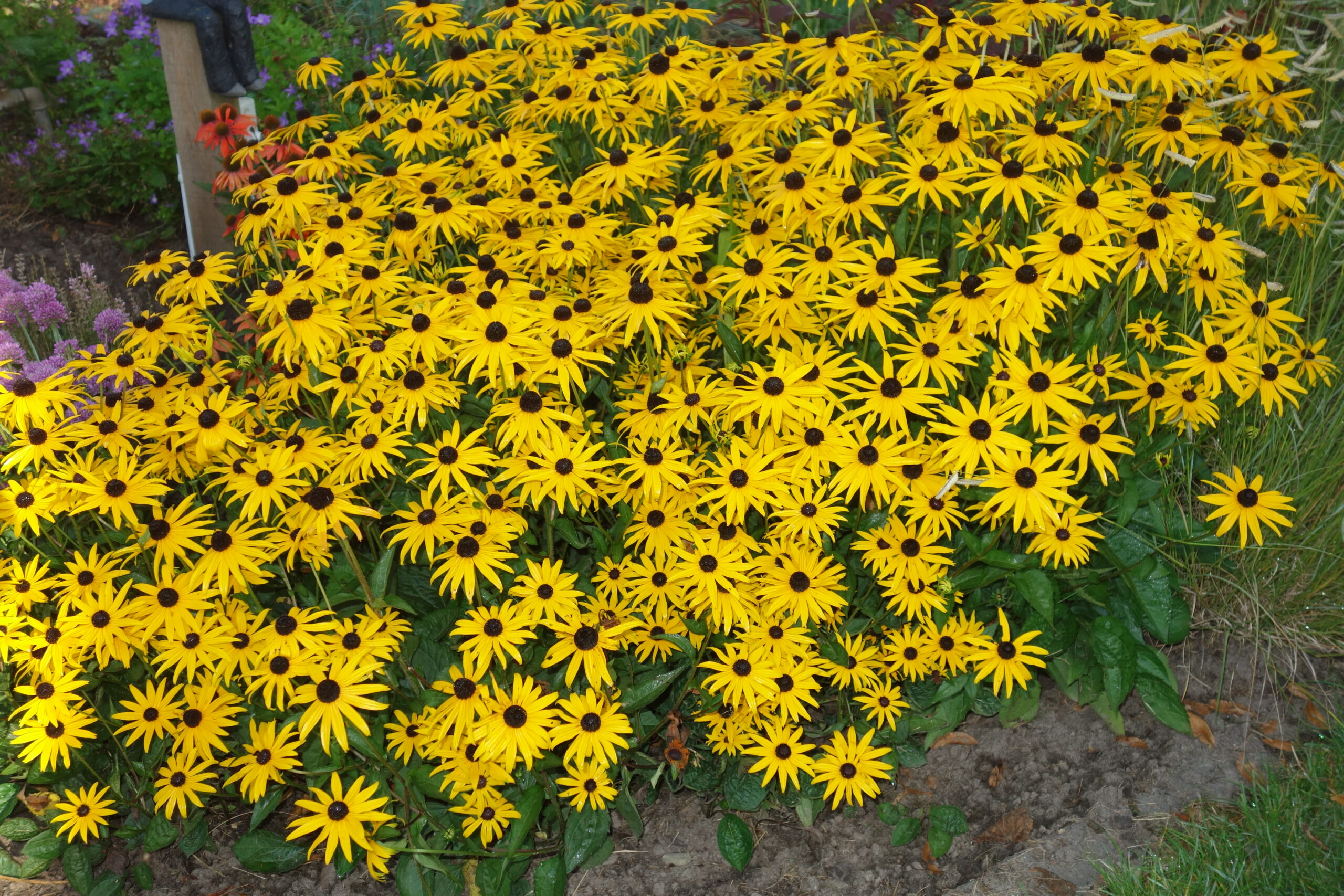 10679_rudbeckia_fulgida_goldblitz_SS_002.jpg