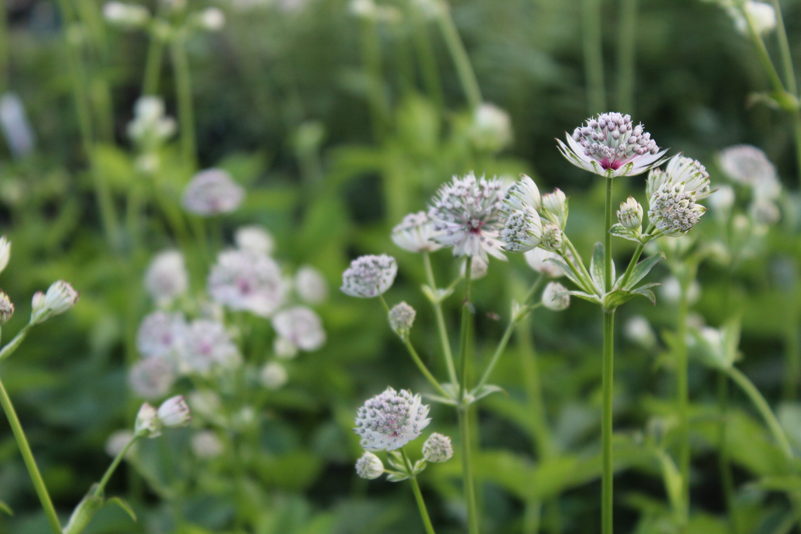 10980_astrantia_major_SS_005.jpg