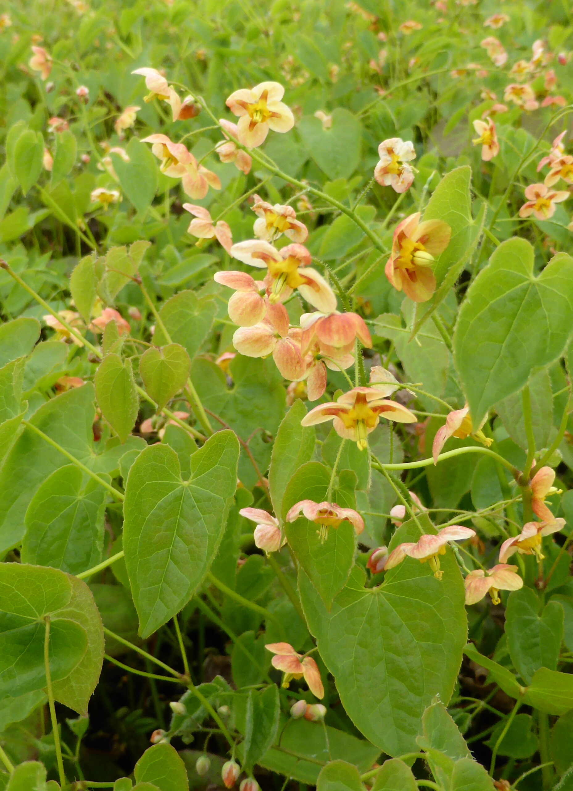 11067_epimedium_warleyense_orangekonigin_SS_002.jpg