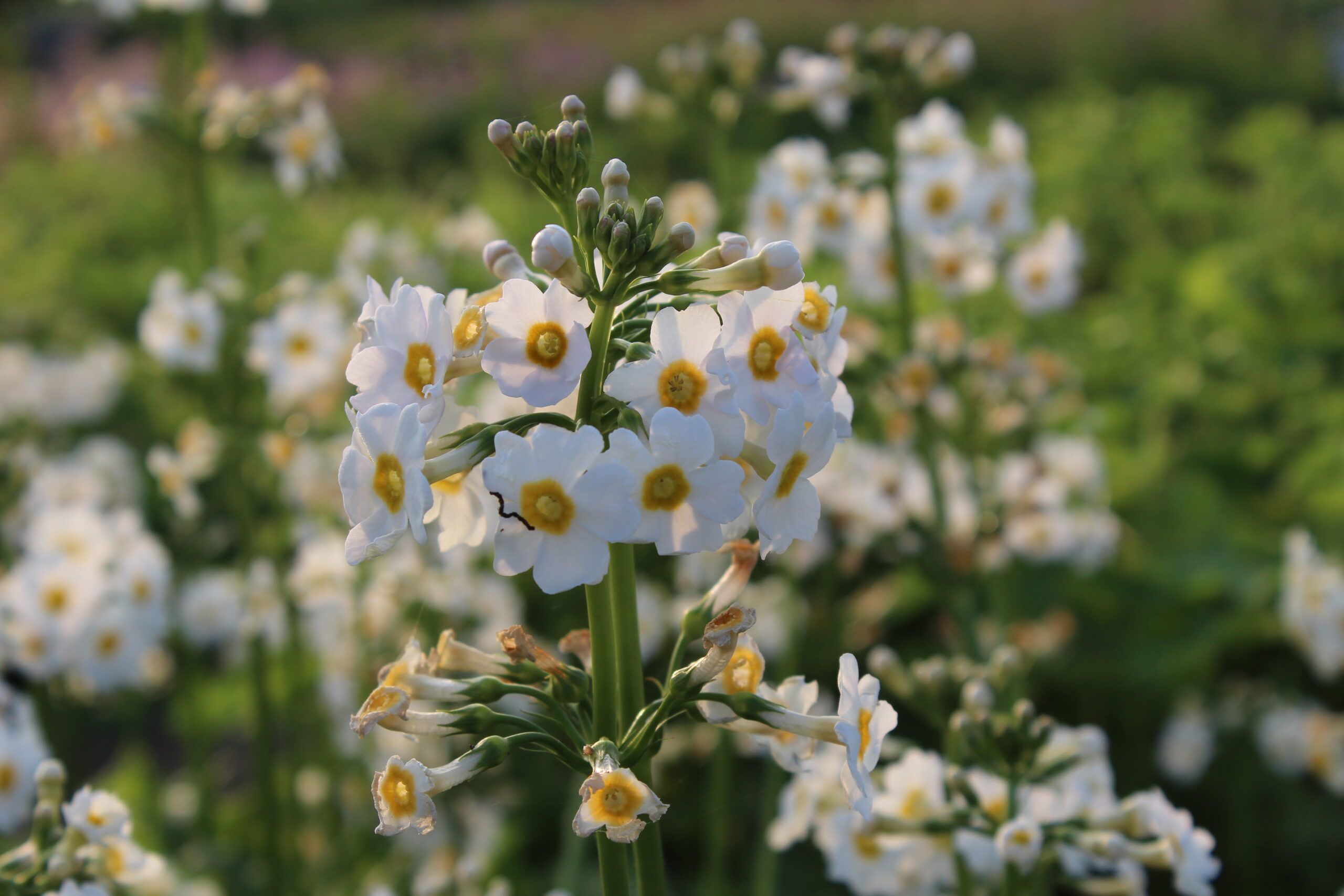 11378_primula_japonica_alba_SS_003.jpg