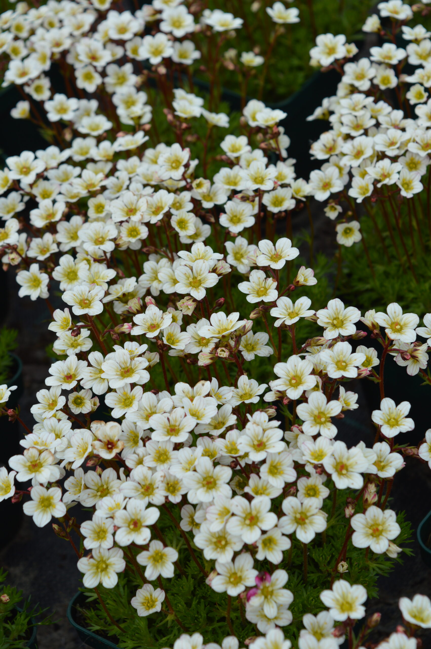 11422_saxifraga_arendsii_pixi_white_SS_002.jpg