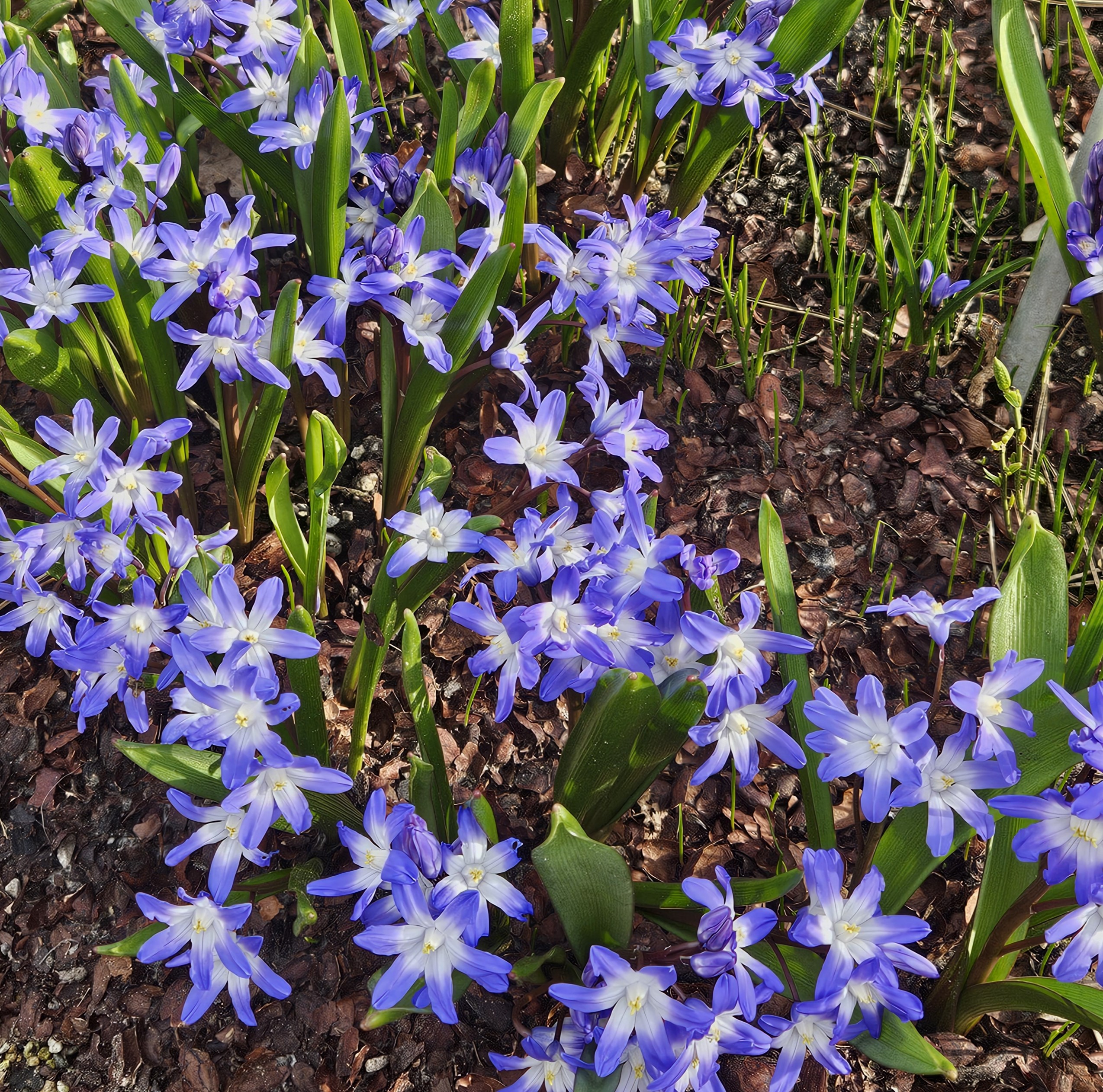 11839_chionodoxa_forbesii_ZK_001.jpg