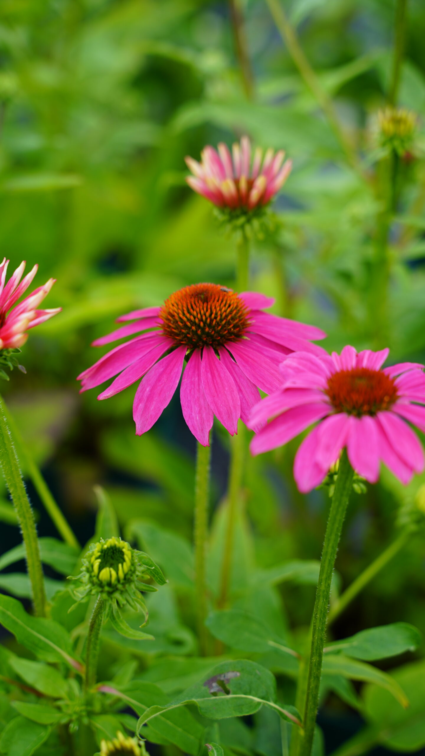 12195_echinacea_purpurea_lakota_rose_SS_002.jpg