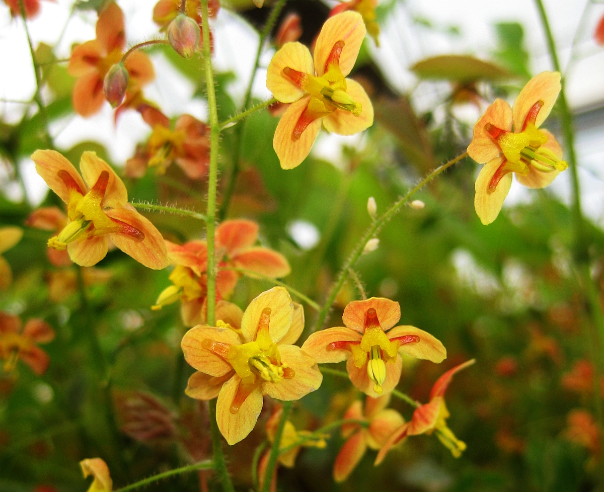 12271_epimedium_warleyense_orangekonigin_XS_004.jpg