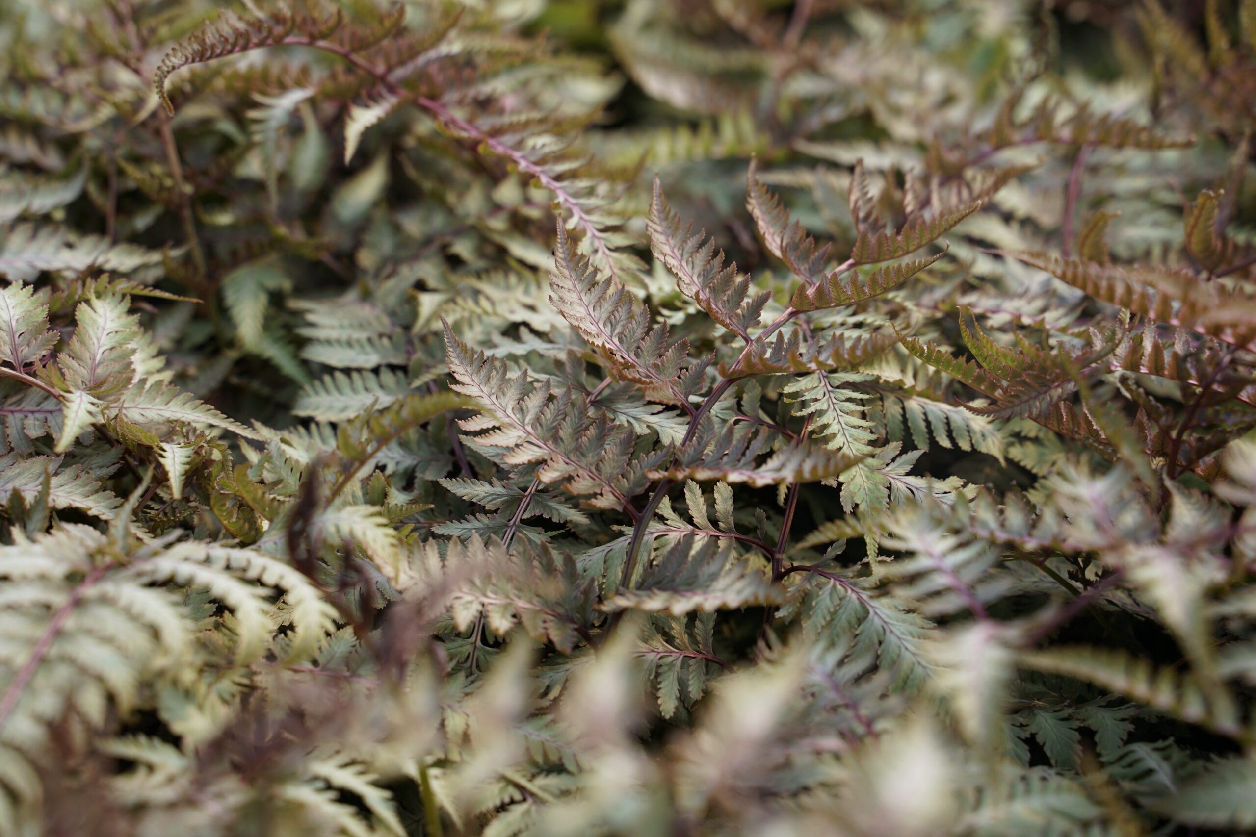 12372_athyrium_niponicum_metallicum_SS_008.jpg