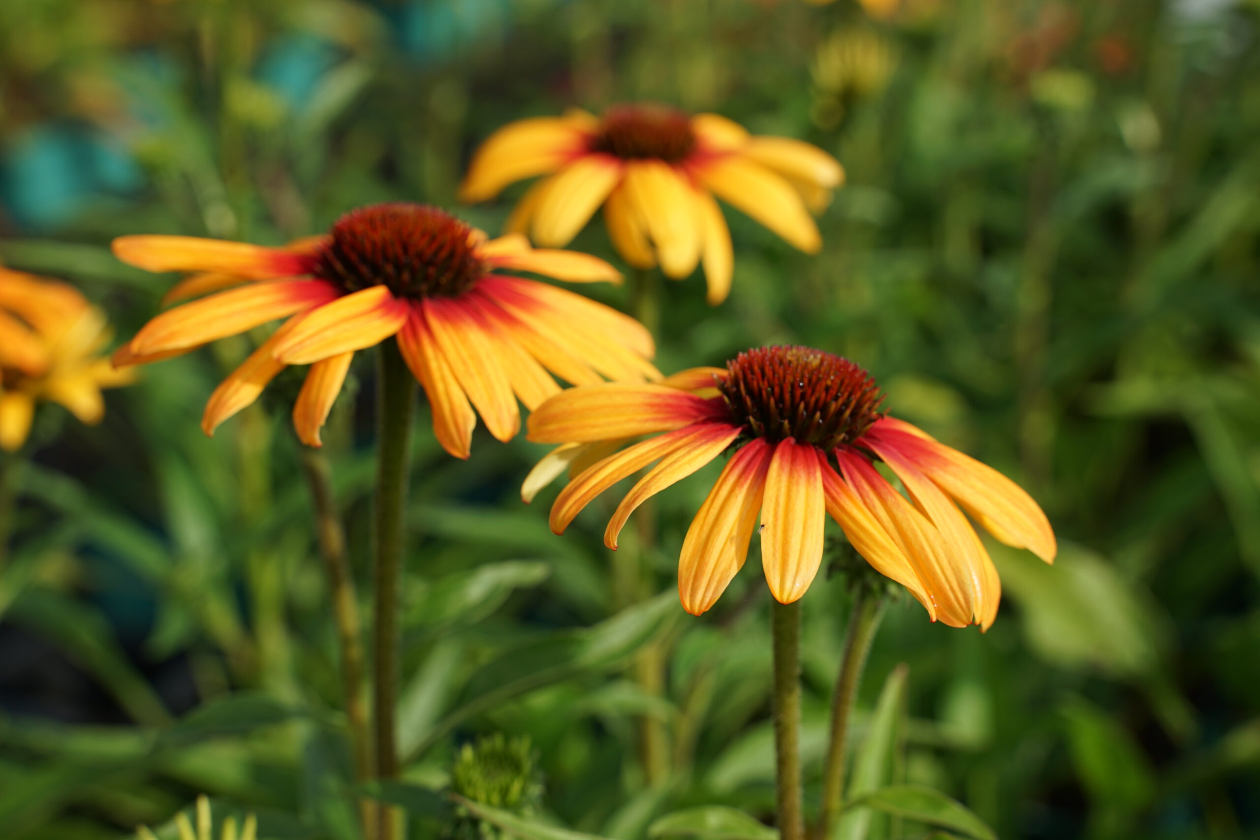 12458_echinacea_sunseekers_tequila_sunrise_SS_009.jpg