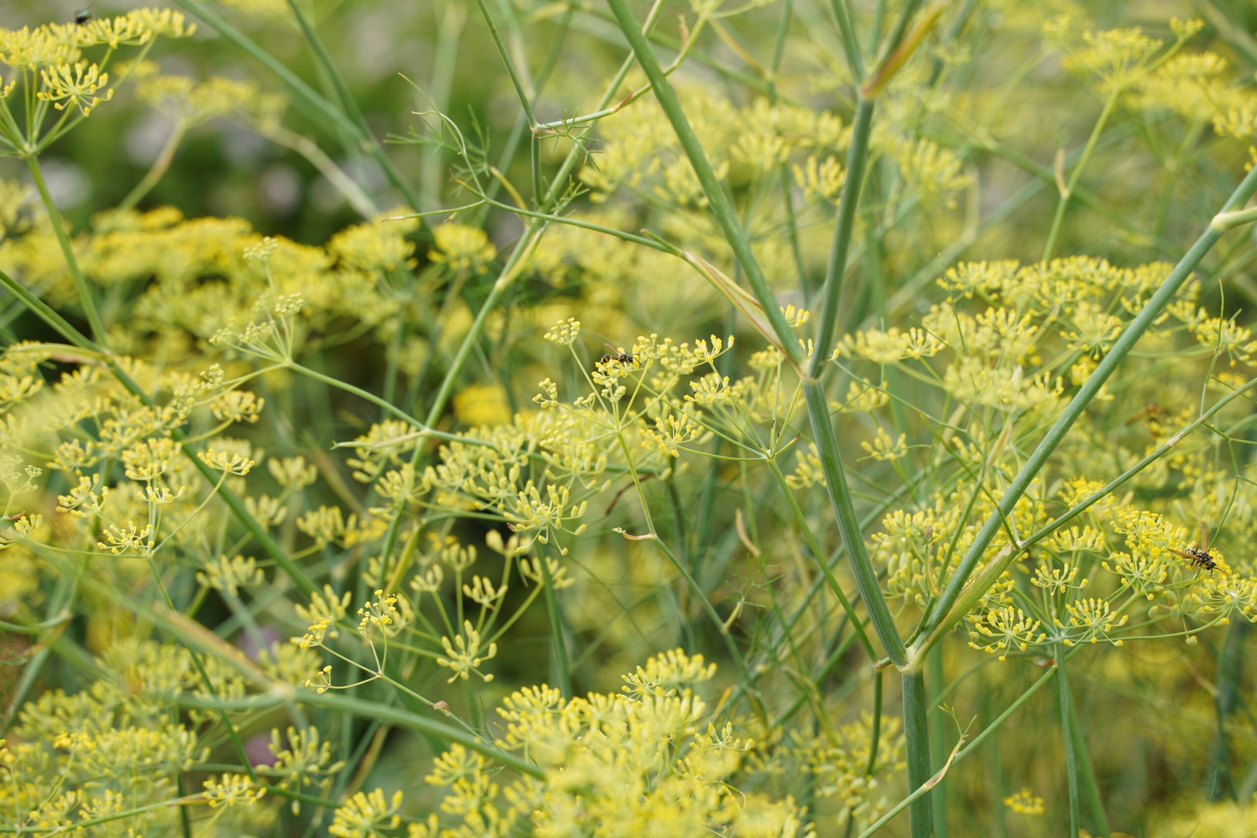 12494_foeniculum_vulgare_SS_004.jpg
