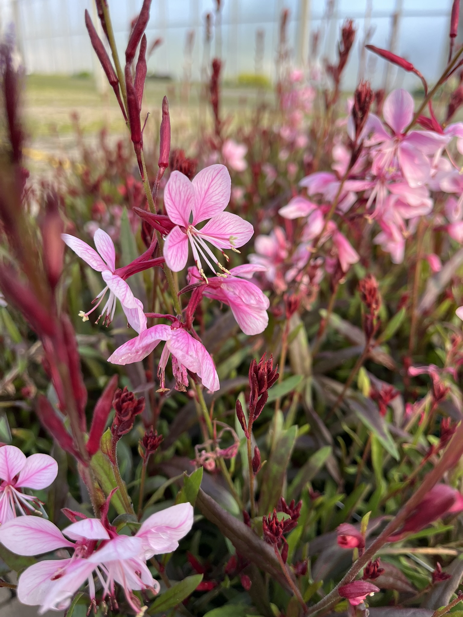 12495_gaura_lindheimeri_gaudi_pink_SS_003.jpg