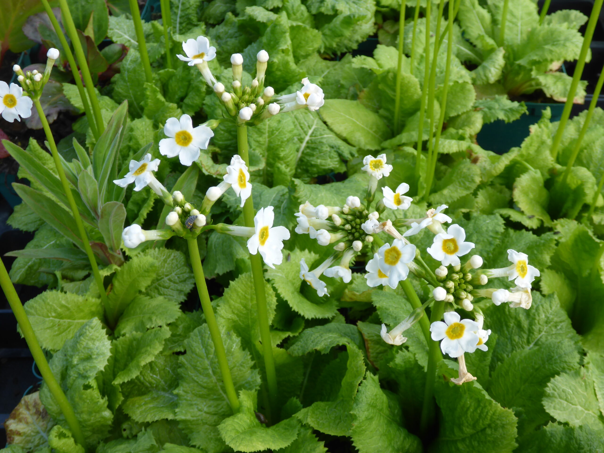 12652_primula_japonica_alba_SS_004.jpg