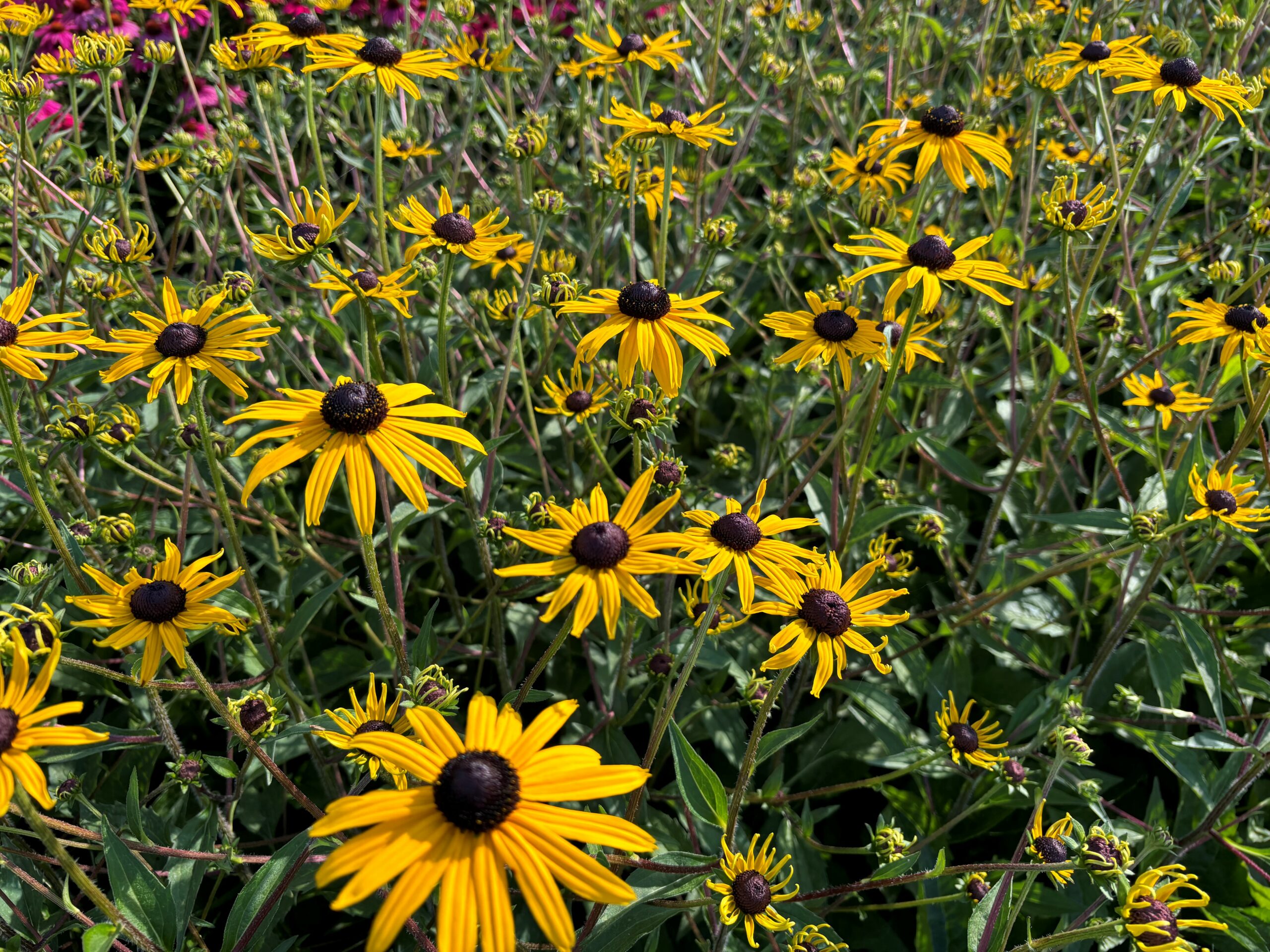 12669_rudbeckia_fulgida_goldblitz_SS_003.jpg