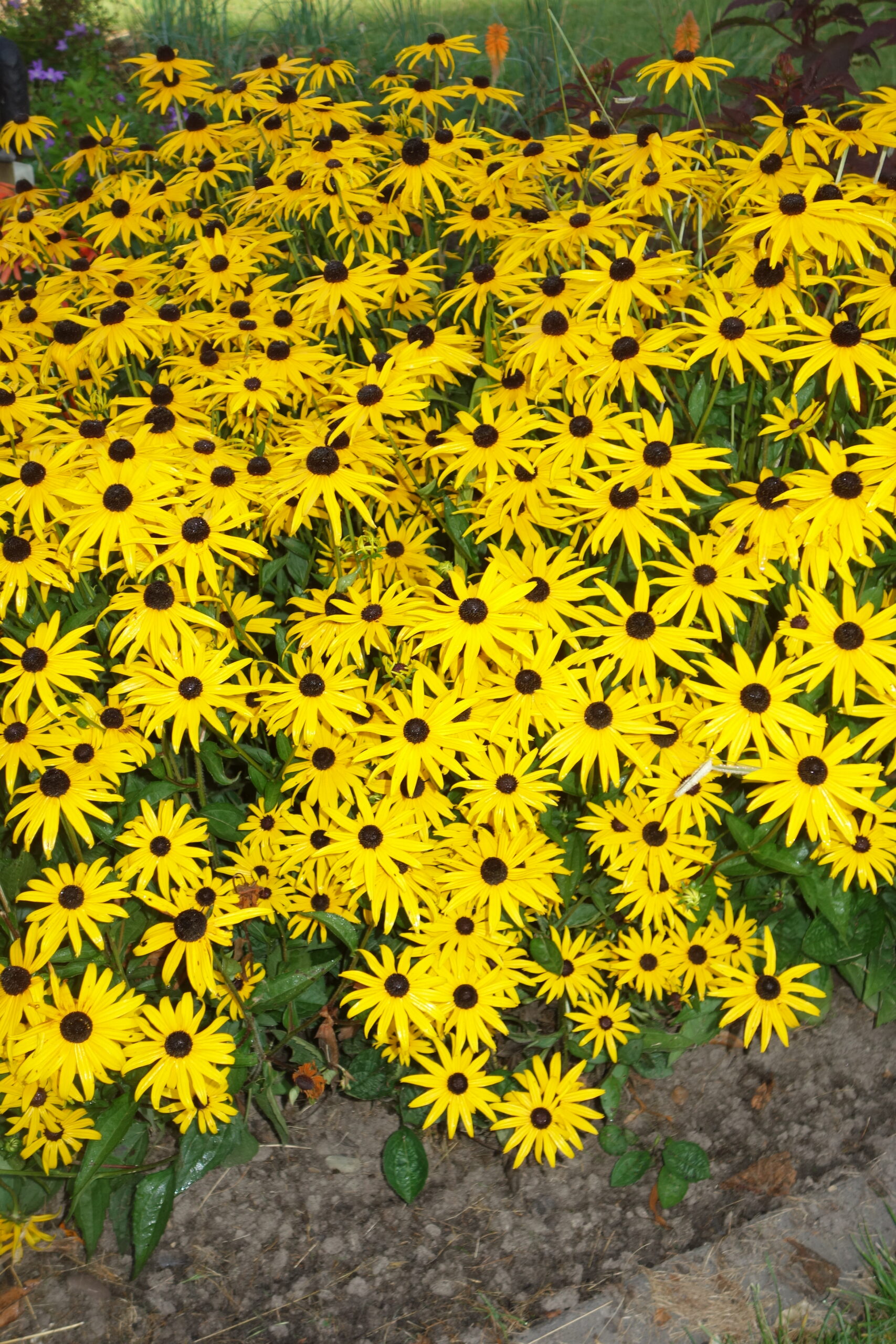 12670_rudbeckia_fulgida_goldblitz_SS_004.jpg