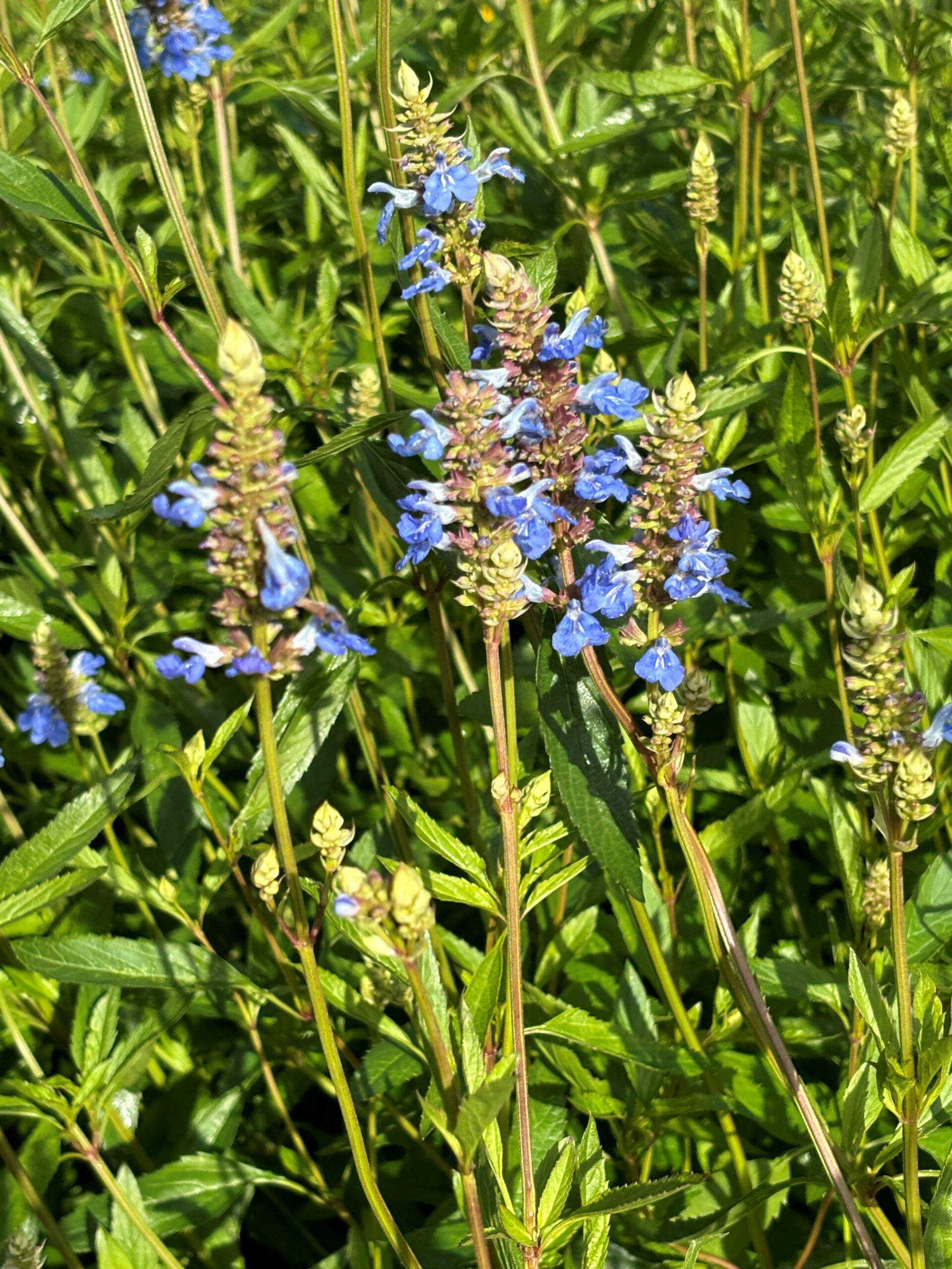 12688_salvia_uliginosa_SS_004.jpg