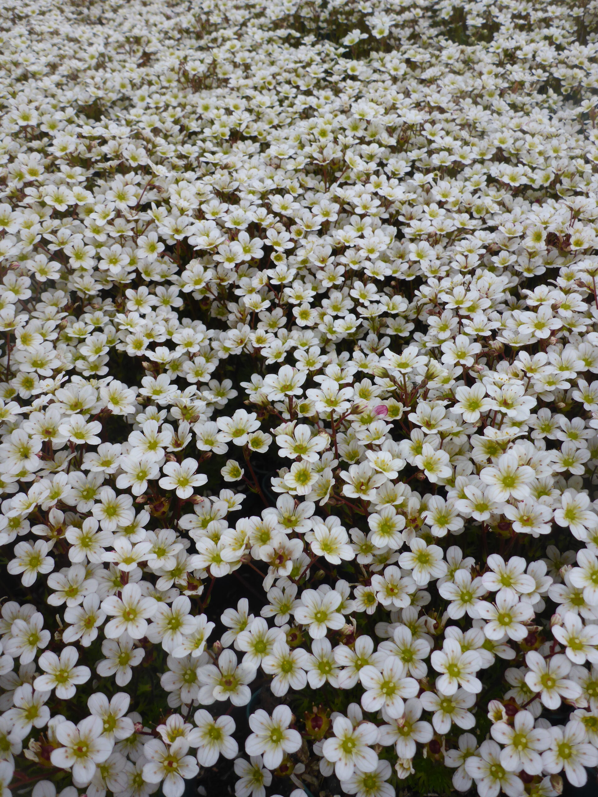 12701_saxifraga_arendsii_pixi_white_SS_003.jpg