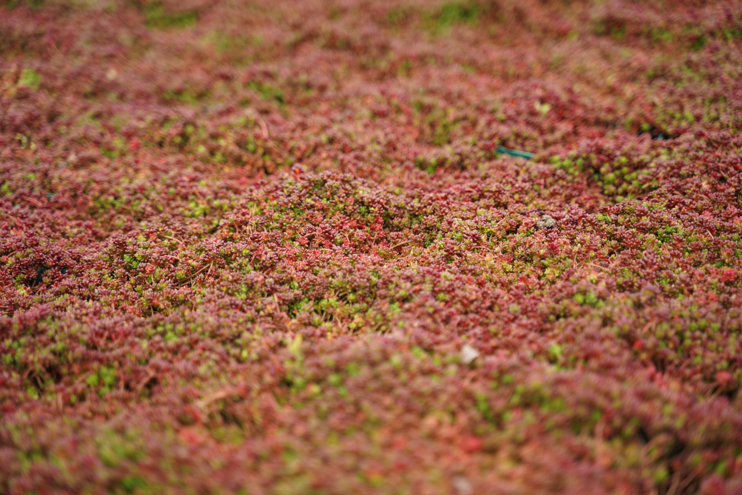 12709_sedum_album_coral_carpet_SS_003.jpg