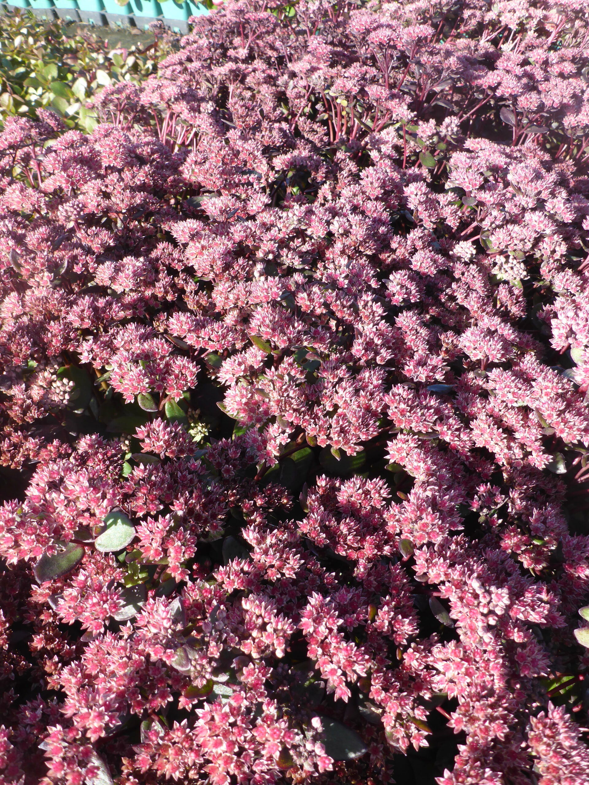 12716_sedum_telephium_black_knight_SS_001.jpg