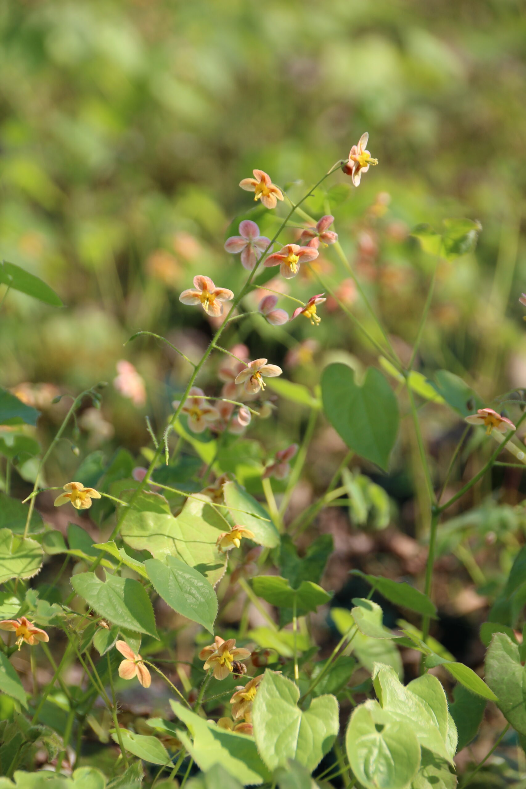 1806_epimedium_warleyense_orangekonigin_SS_001.jpeg