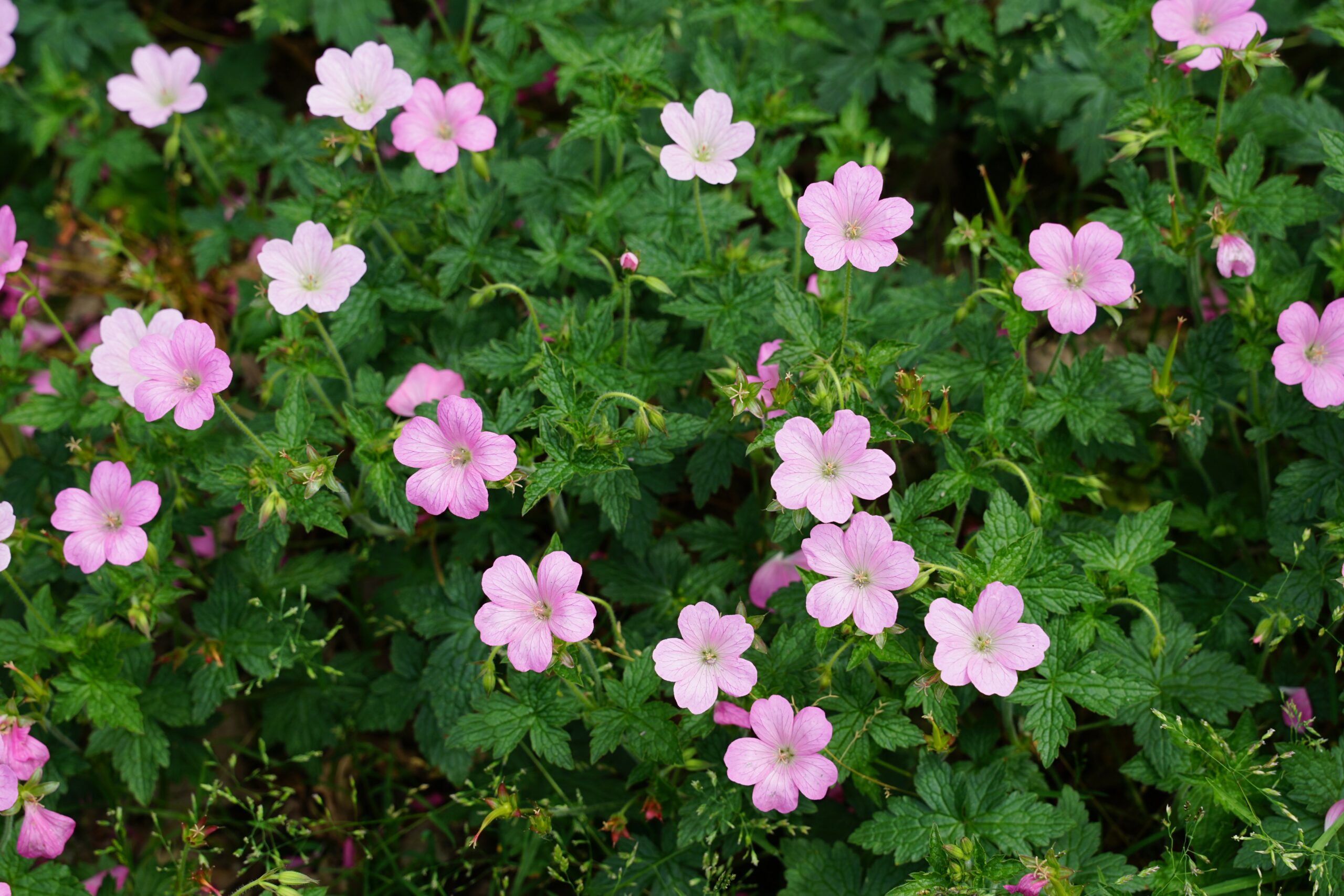 2181_geranium_oxonianum_wargrave_pink_SS_003.jpeg