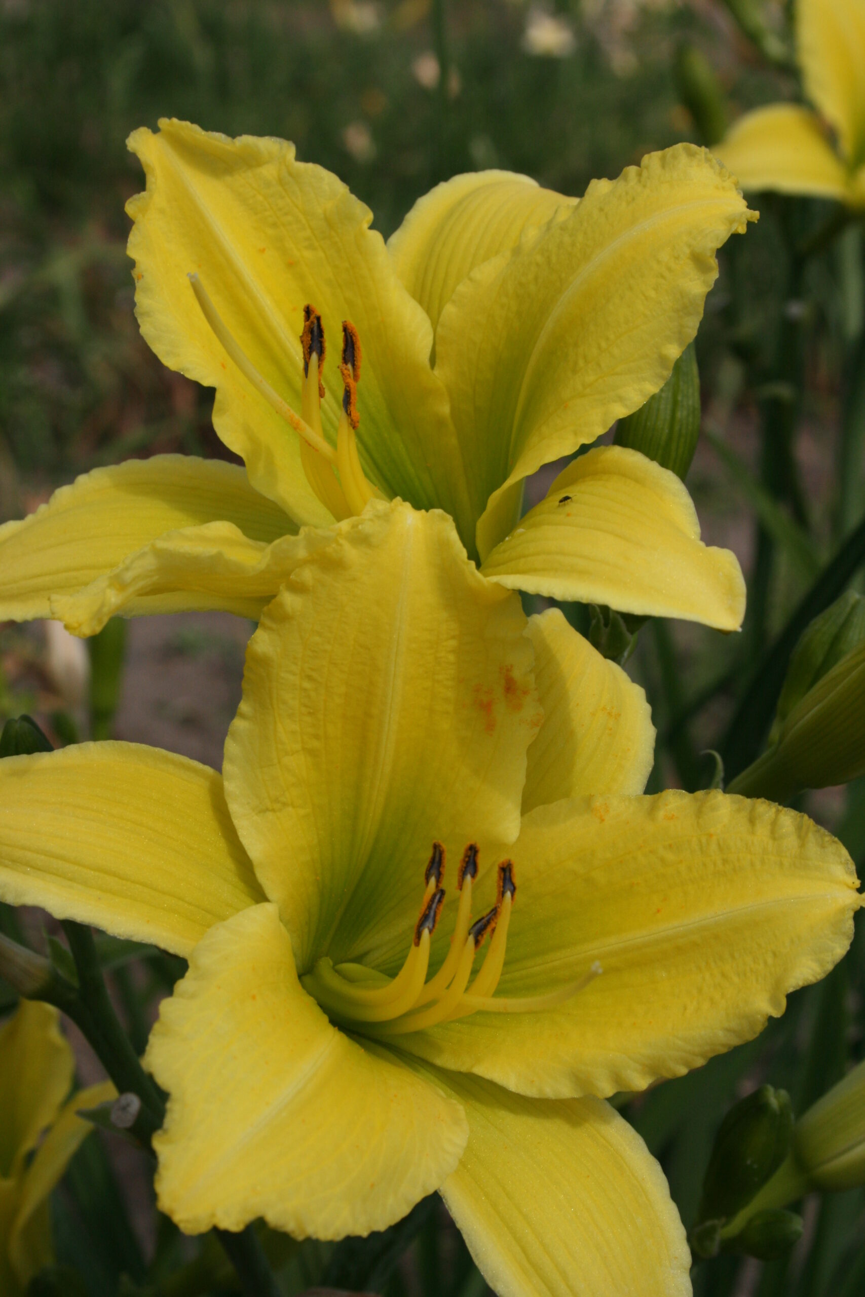 2428_hemerocallis_cultorum_green_flutter_SS_001.jpeg