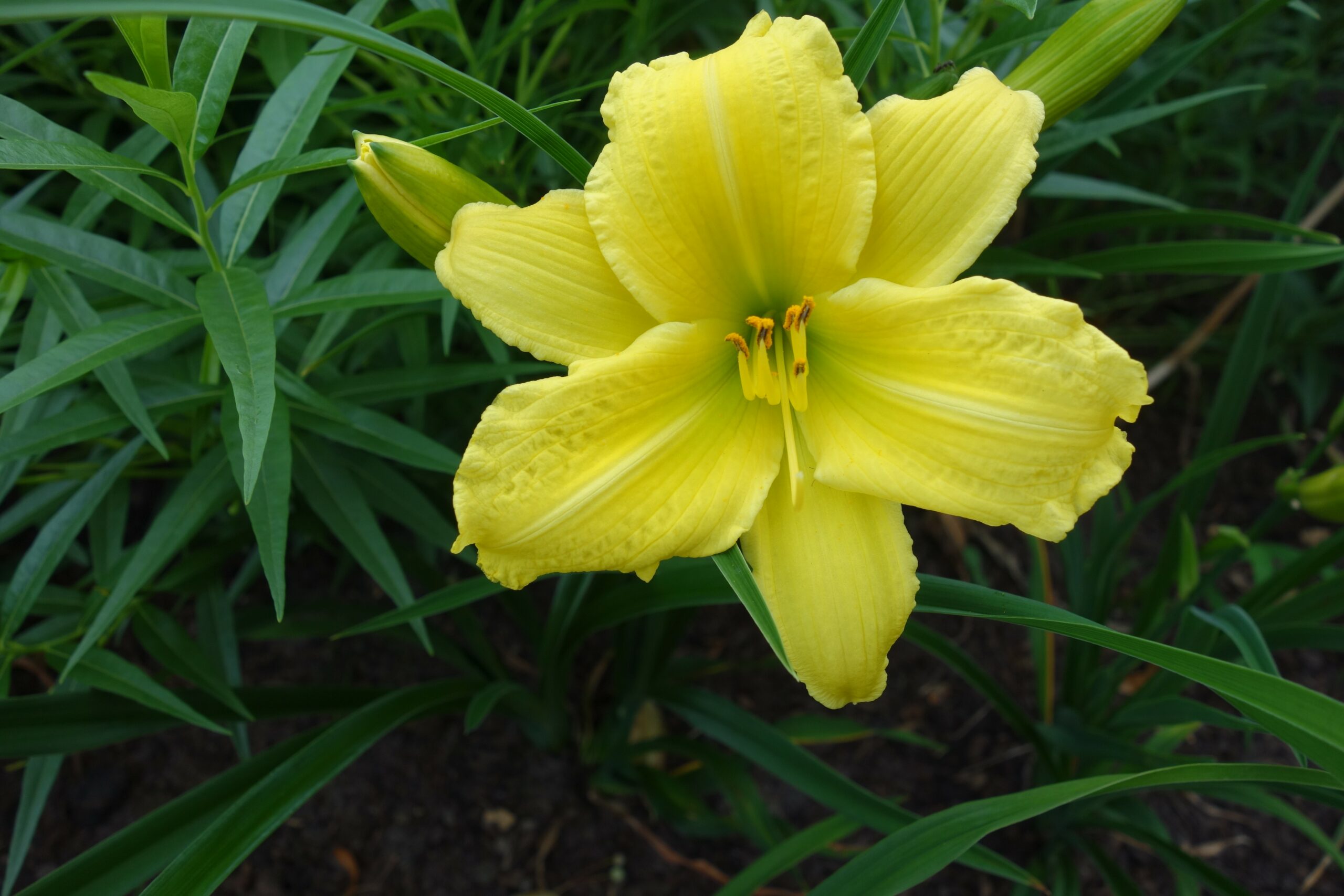 2429_hemerocallis_cultorum_green_flutter_SS_002.jpeg