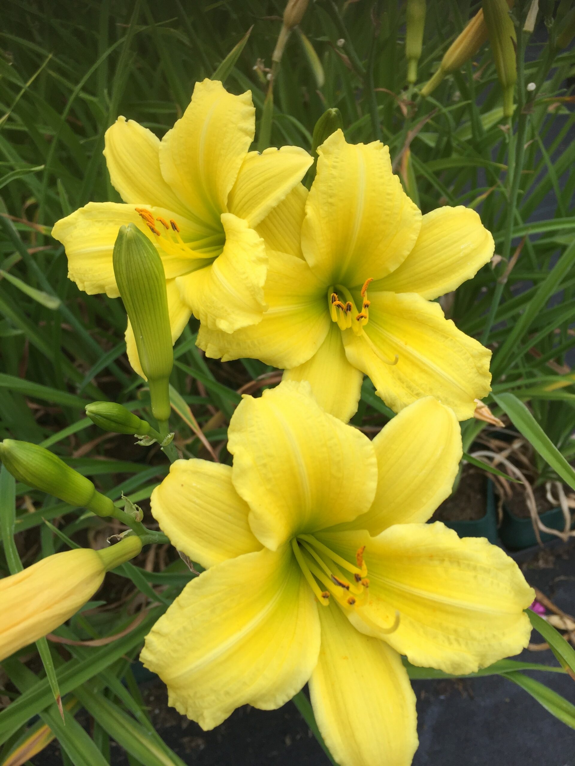2430_hemerocallis_cultorum_green_flutter_SS_003.jpeg
