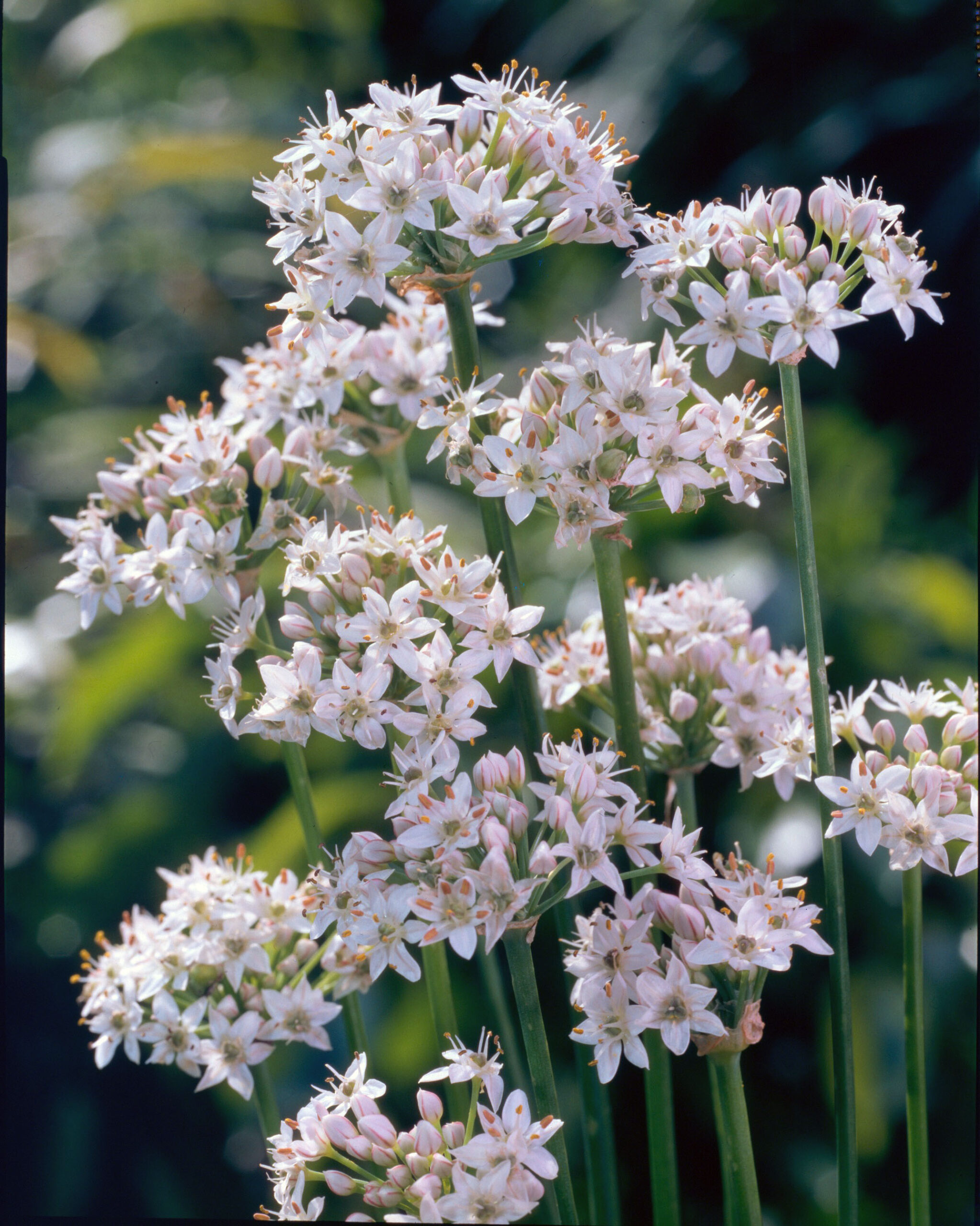 251_allium_tuberosum_ZK_004.jpeg