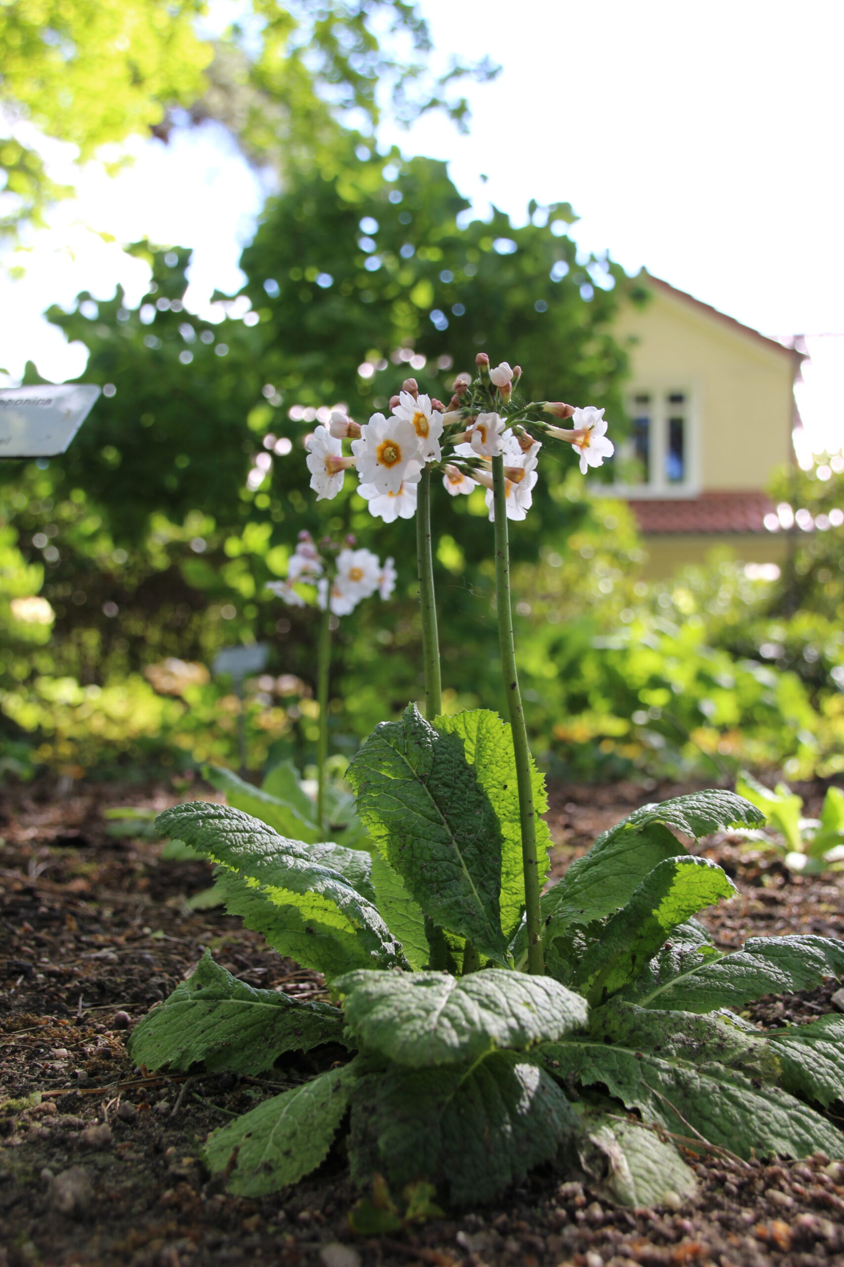 3871_primula_japonica_alba_SS_002.jpeg