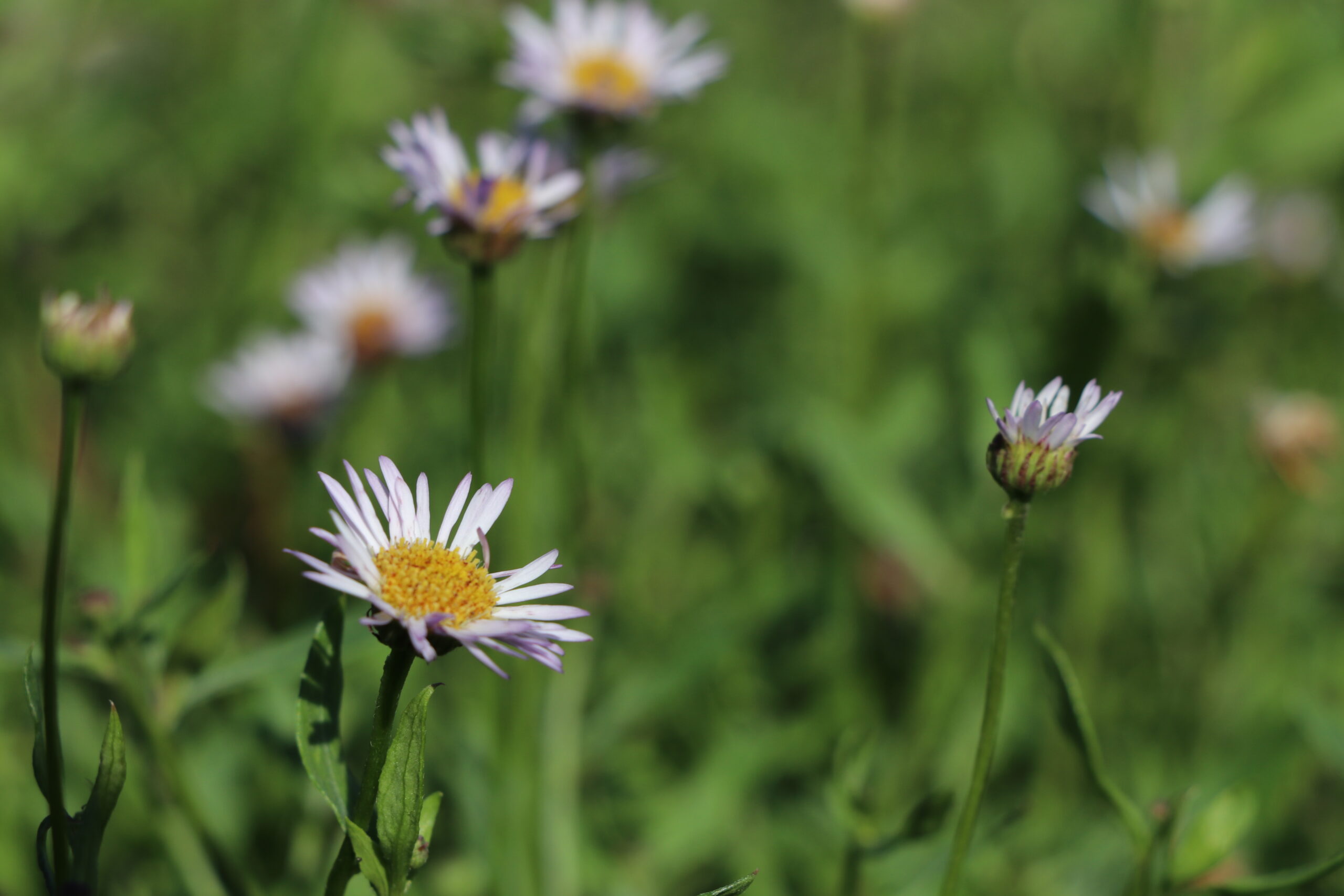 7556_erigeron_karvinskianus_lavender_lady_BG_001.jpg