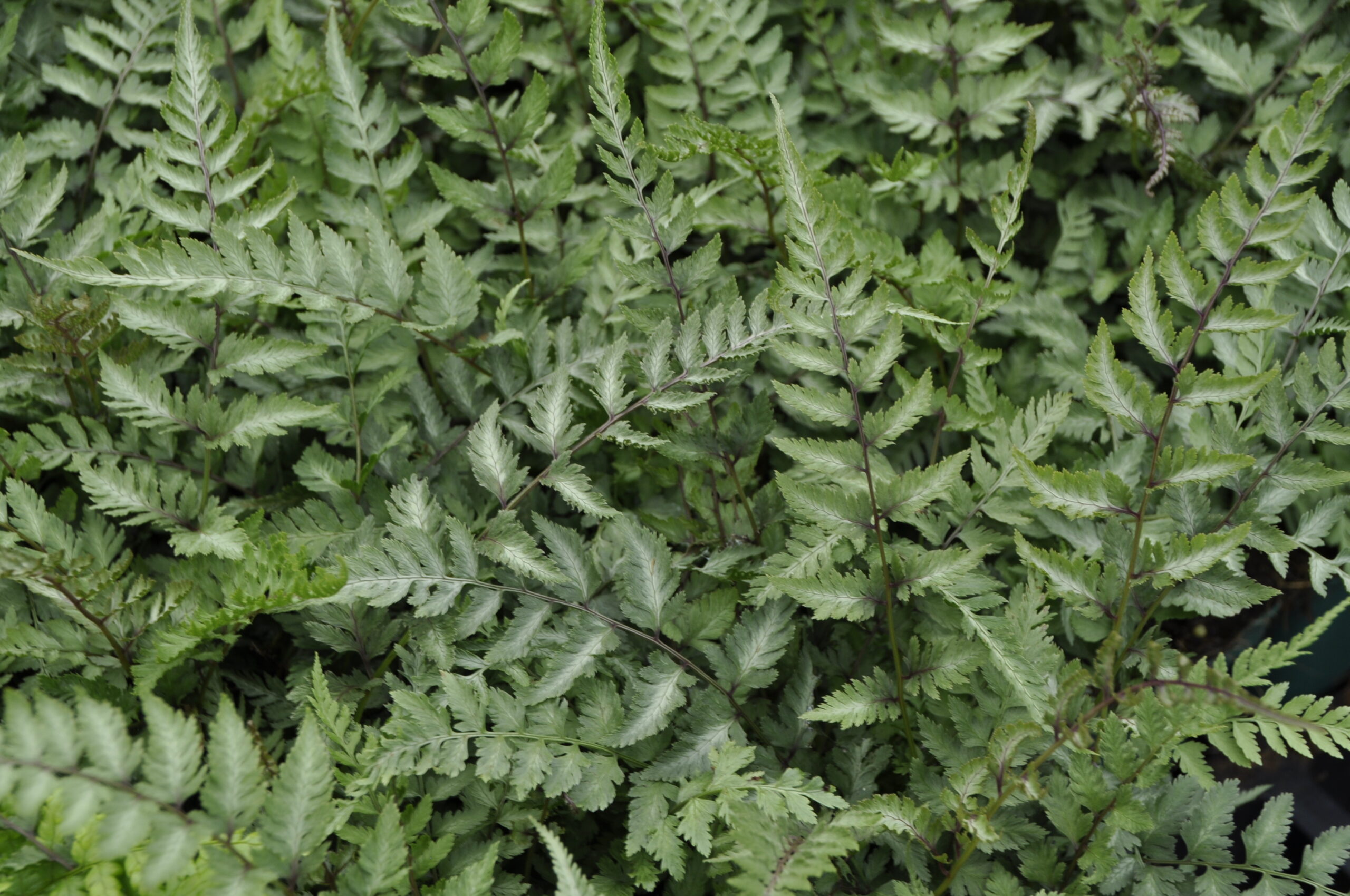 7707_athyrium_niponicum_metallicum_BG_006.jpg