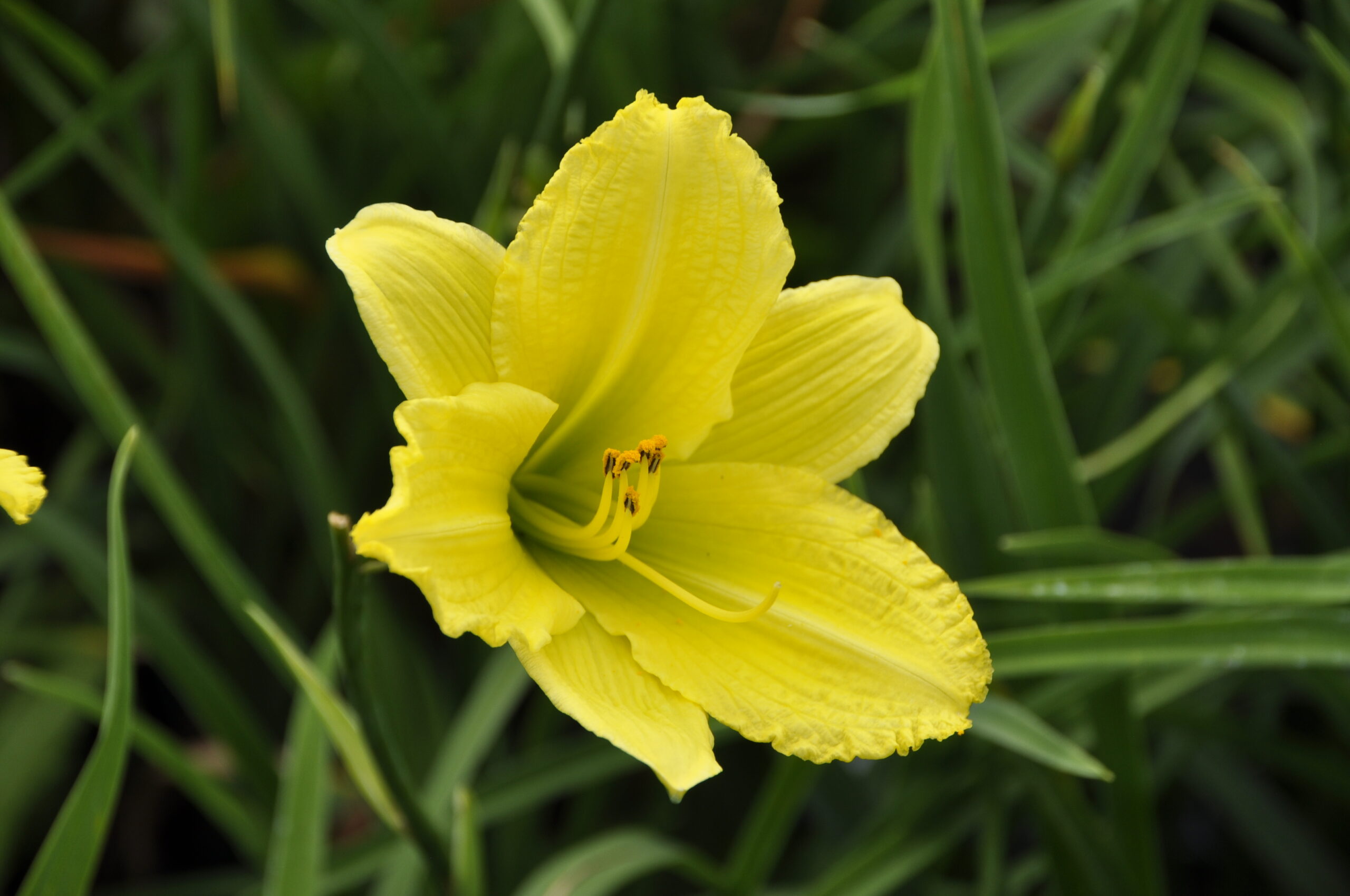 7898_hemerocallis_cultorum_green_flutter_BG_004.jpg