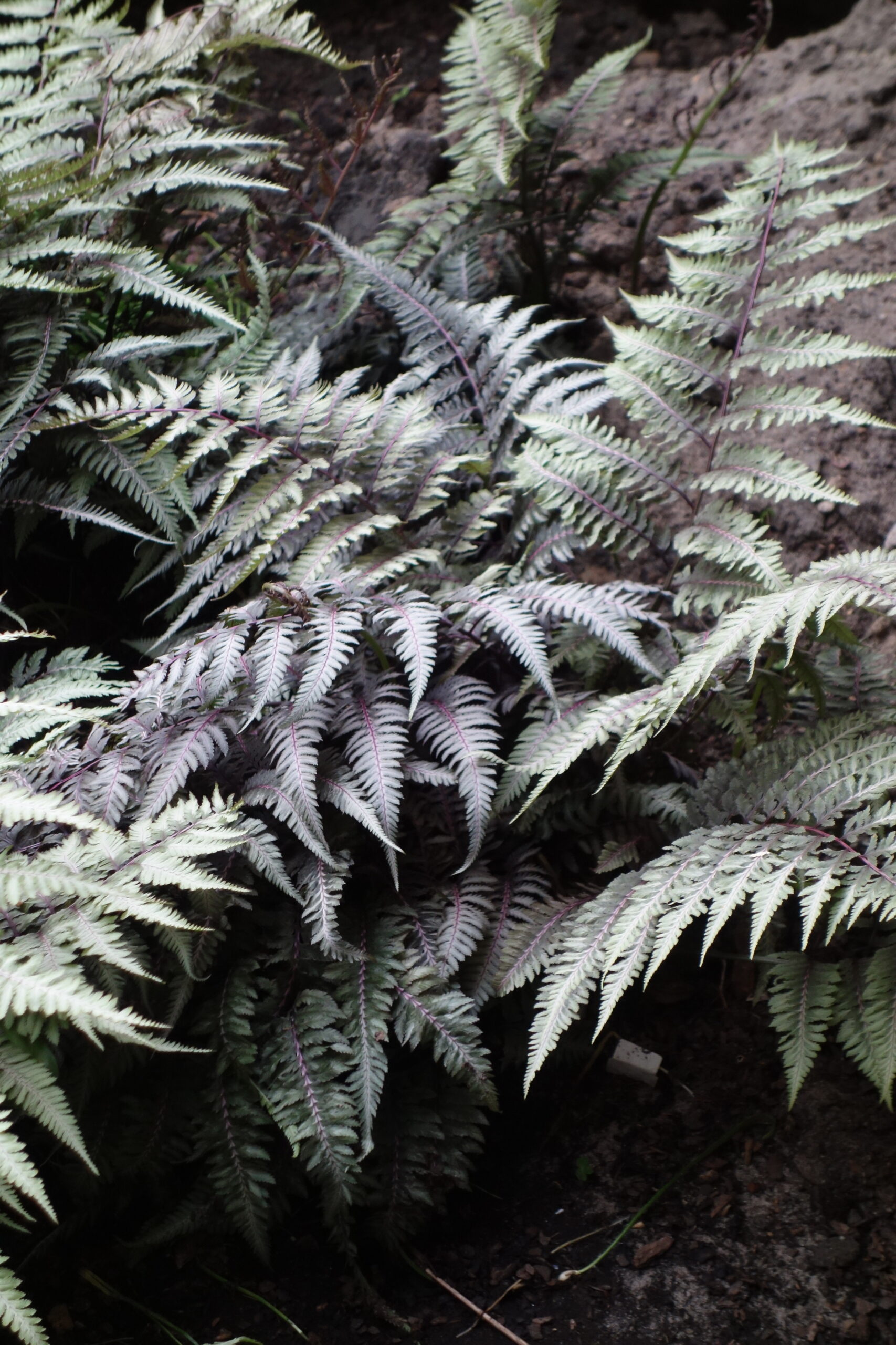 8265_athyrium_niponicum_metallicum_SS_007.jpg