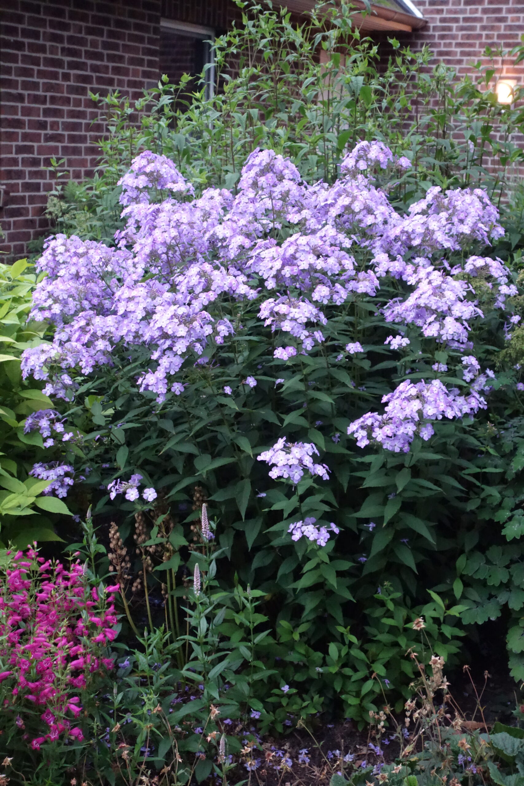 8399_phlox_paniculata_queen_paola_SS_003.jpg