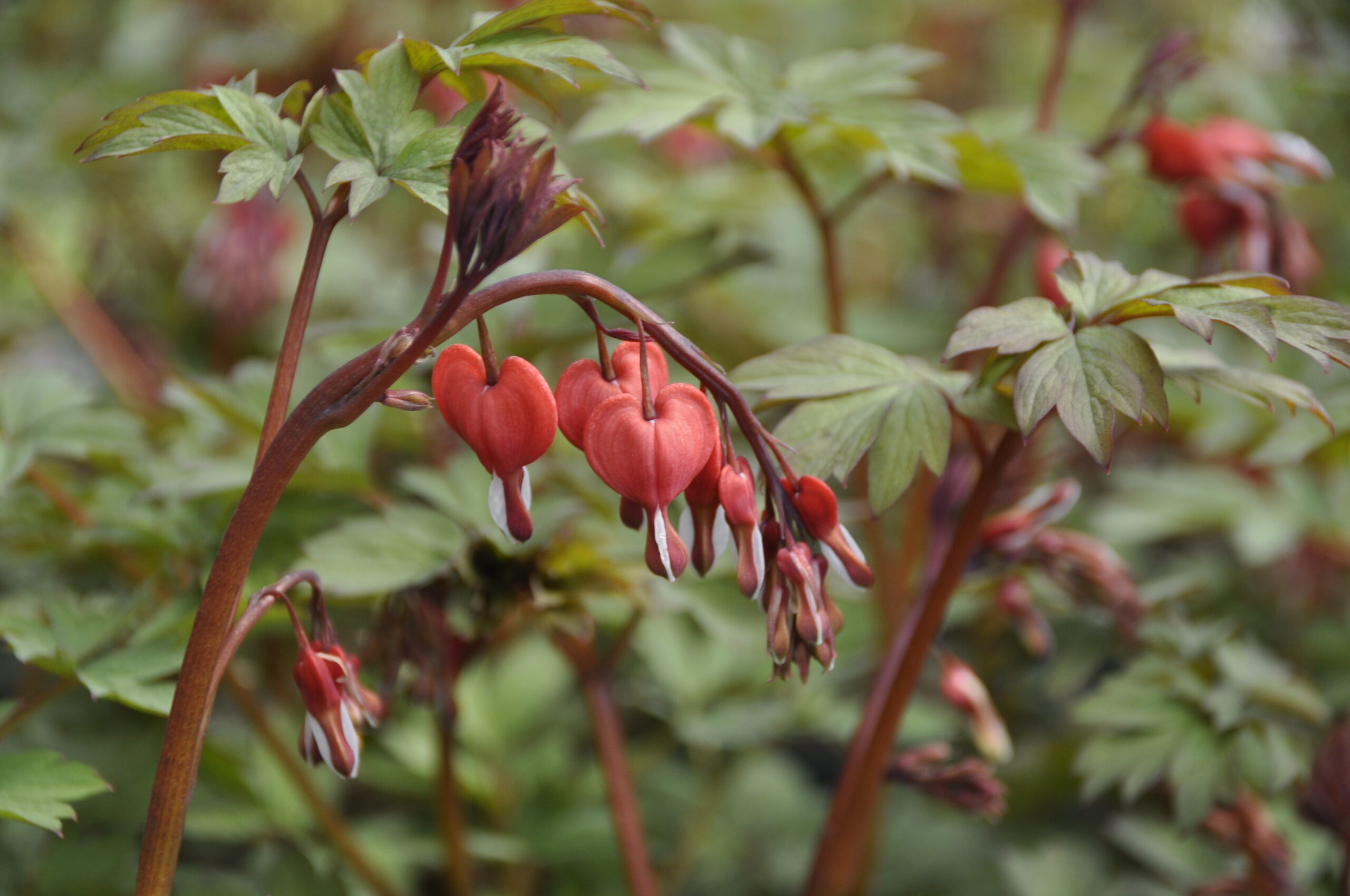 8572_dicentra_spectabilis_valentine_BG_006.jpg