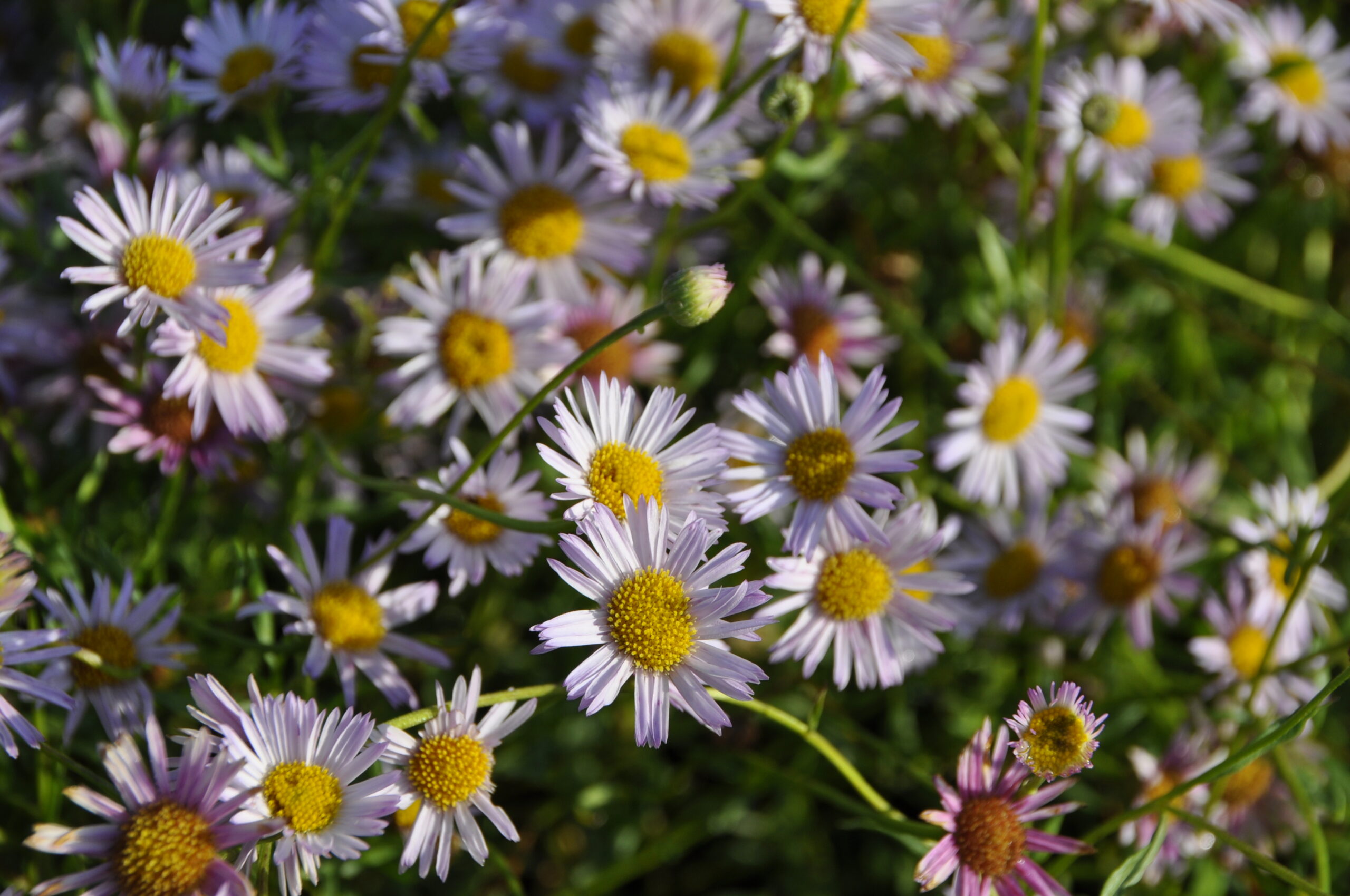 8952_erigeron_karvinskianus_lavender_lady_BG_003.jpg