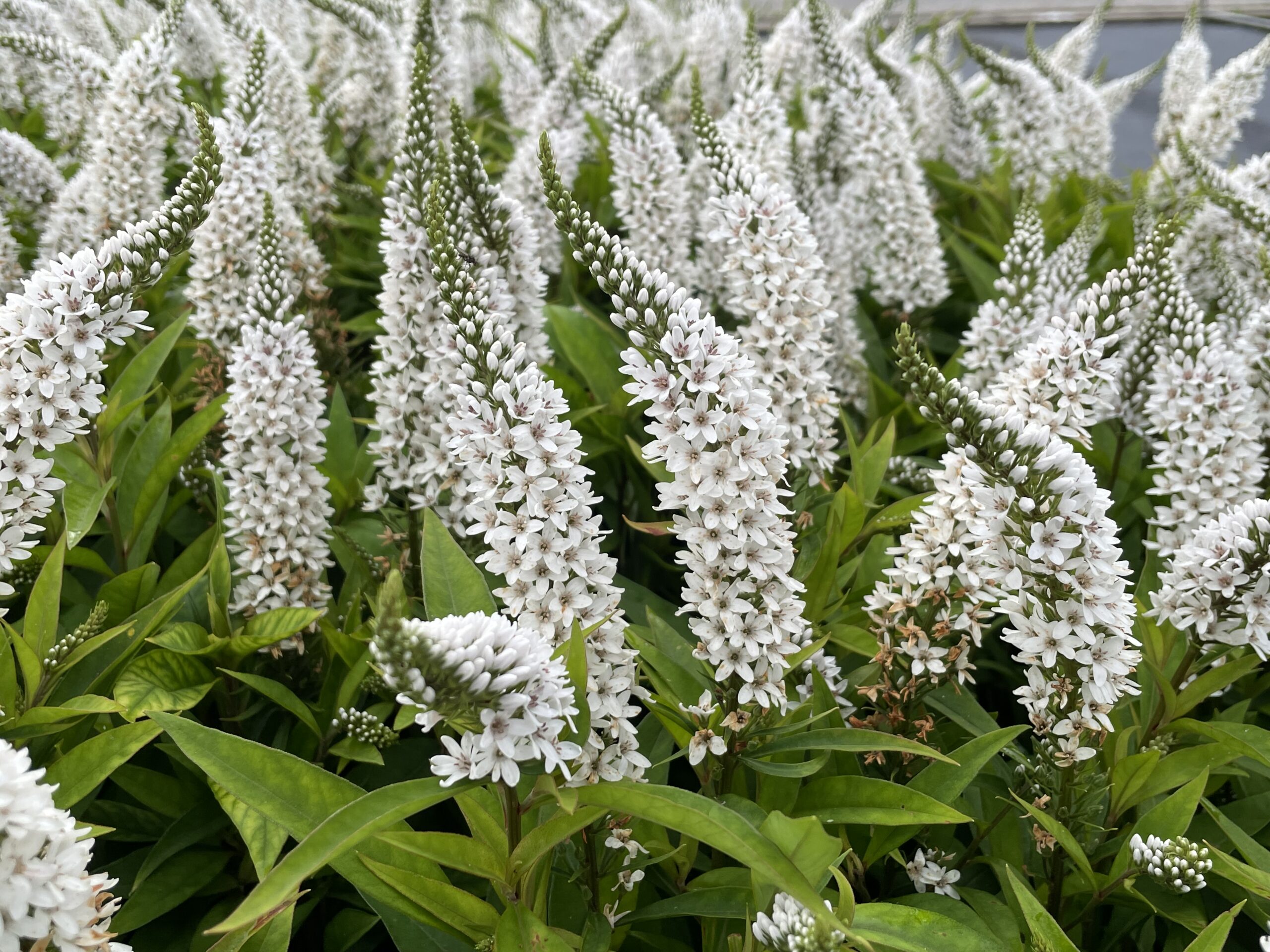 9871_lysimachia_clethroides_BG_005.jpg