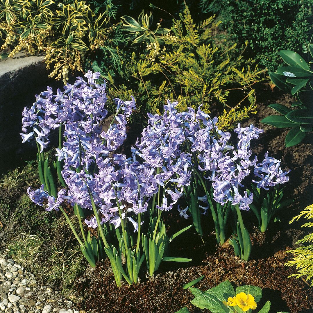 6227_hyacinthus_cultorum_ZK_001.jpeg
