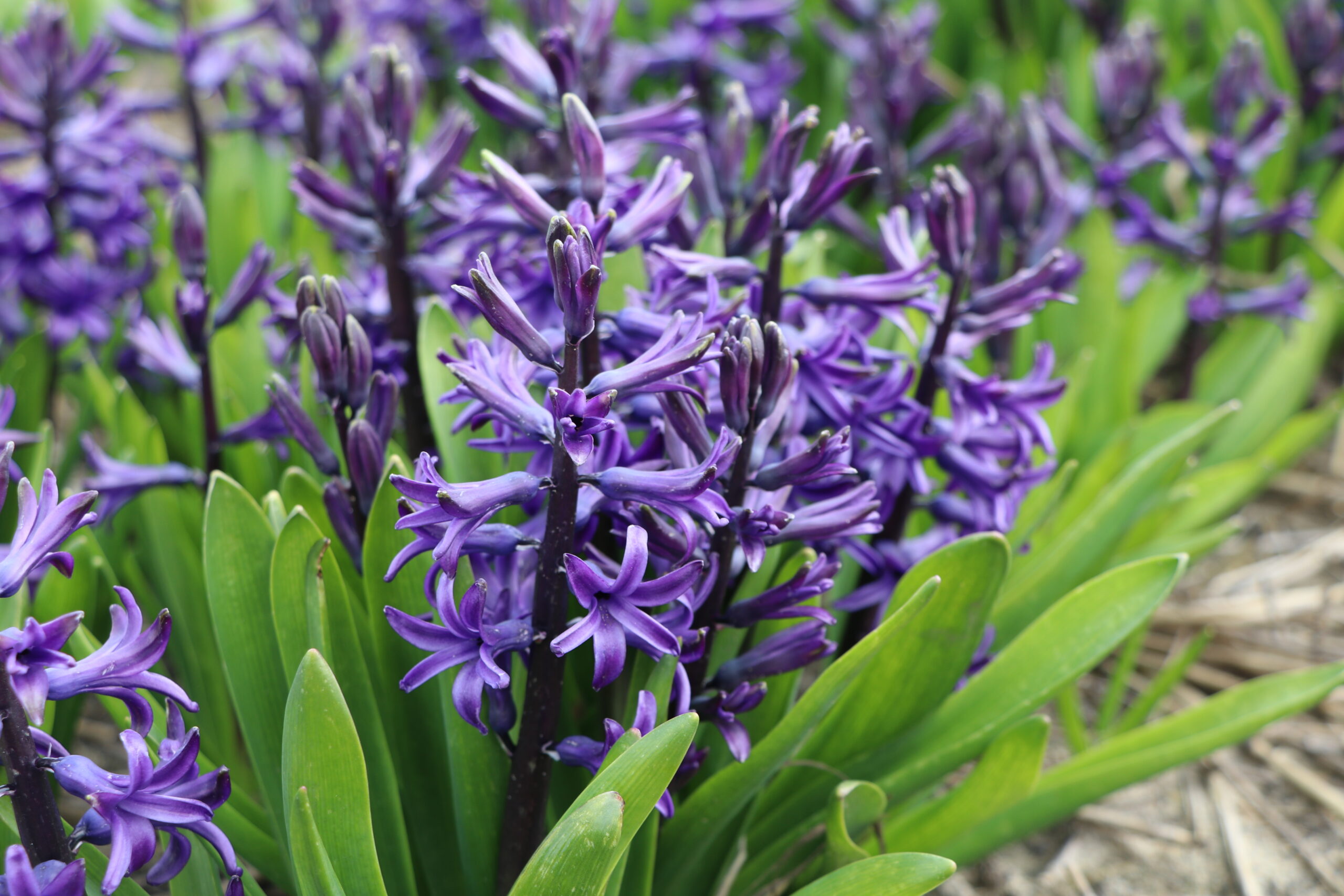 9129_hyacinthus_cultorum_BG_002.jpg