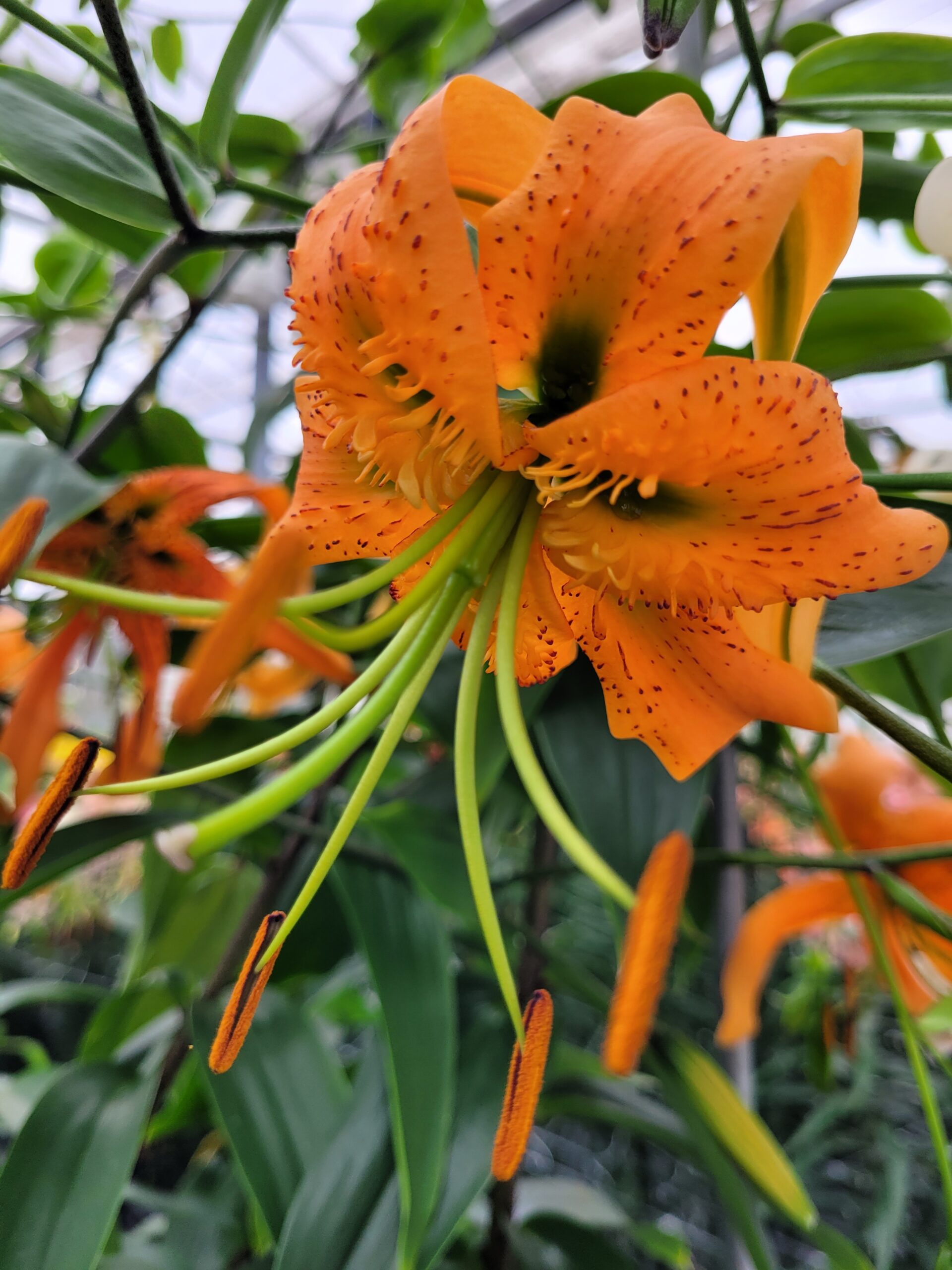 9510_lilium_henryi_ZK_003.jpg