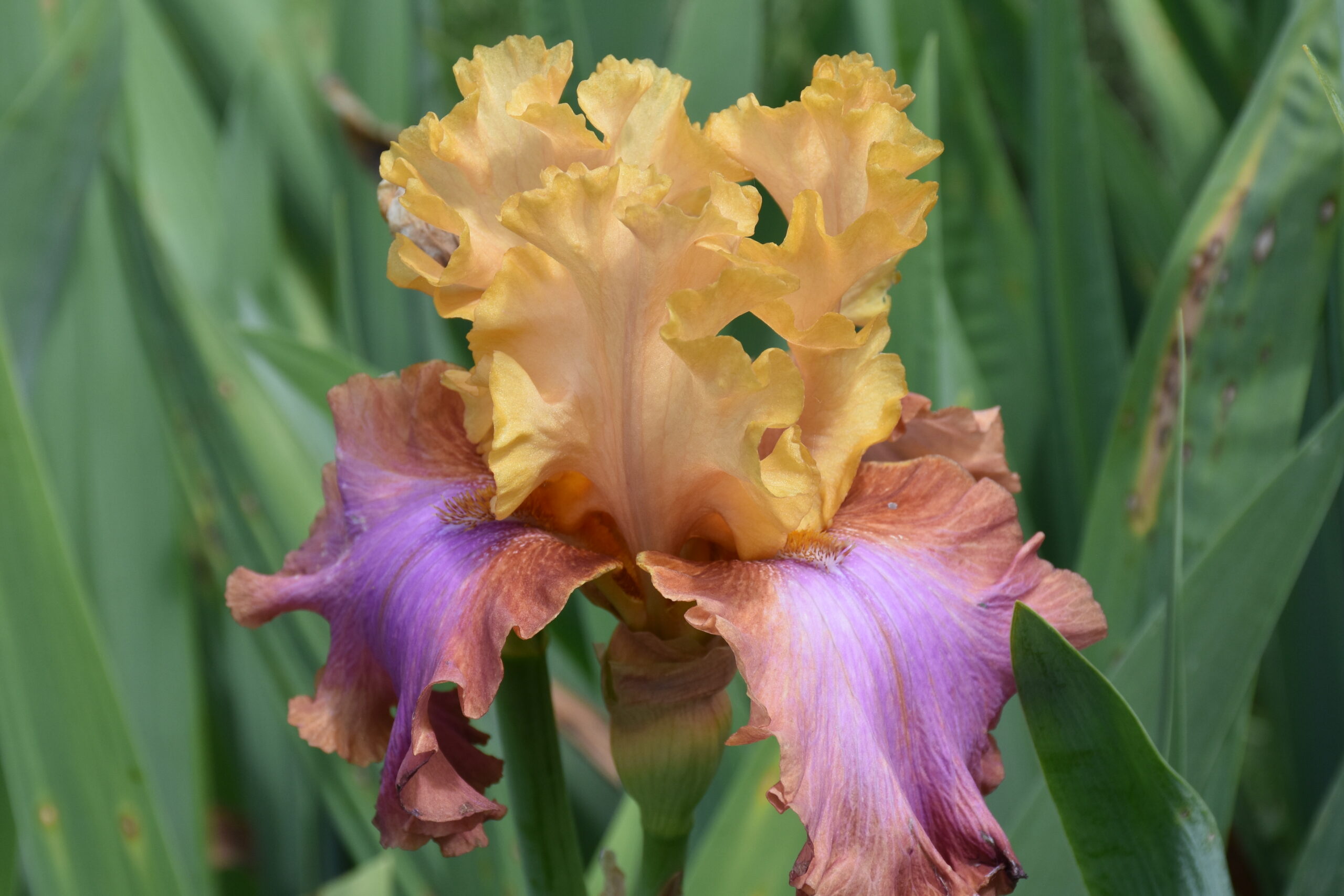 12072_iris_barbata_elatior_au_sommet_XS_001.jpg