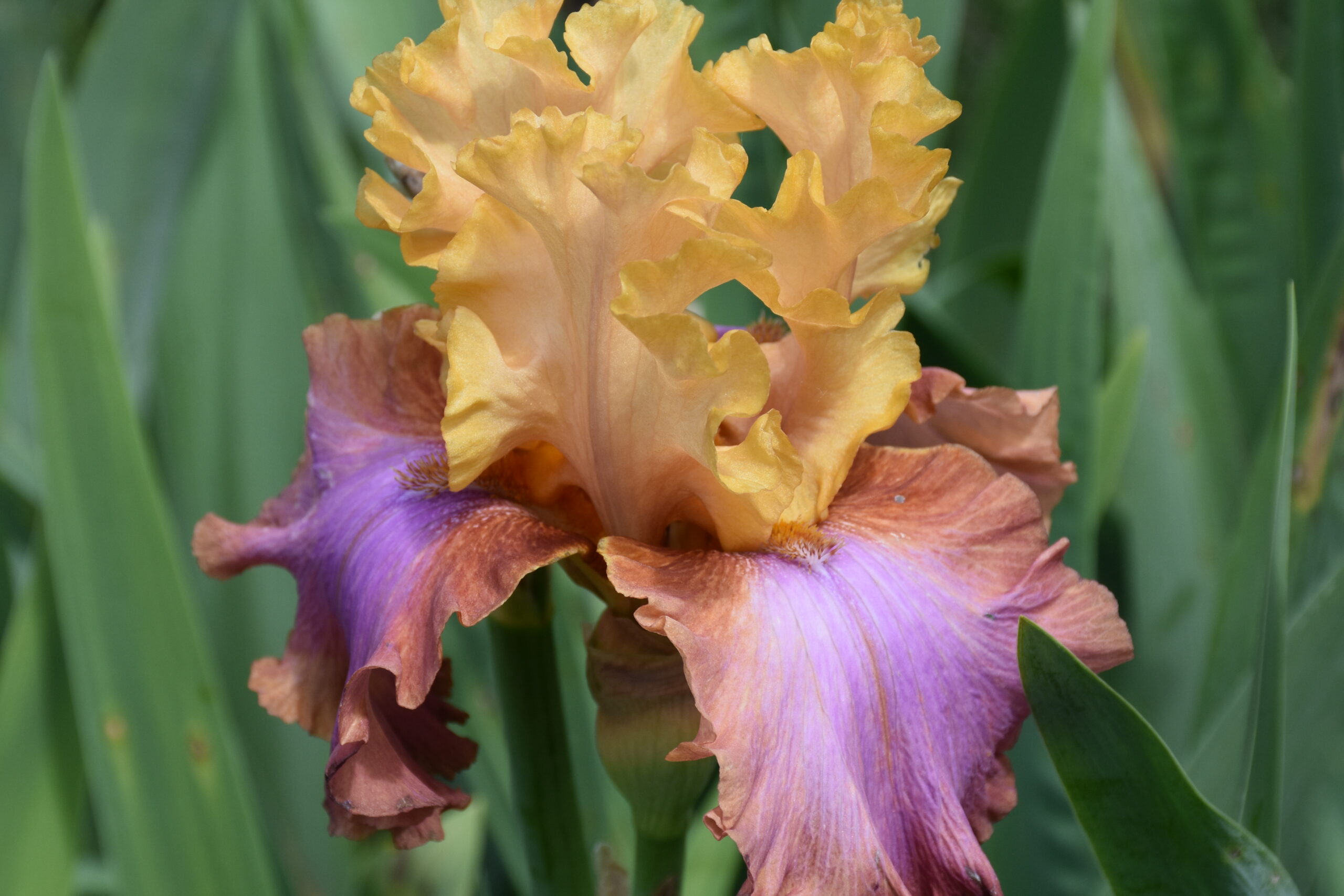 12073_iris_barbata_elatior_au_sommet_XS_002.jpg