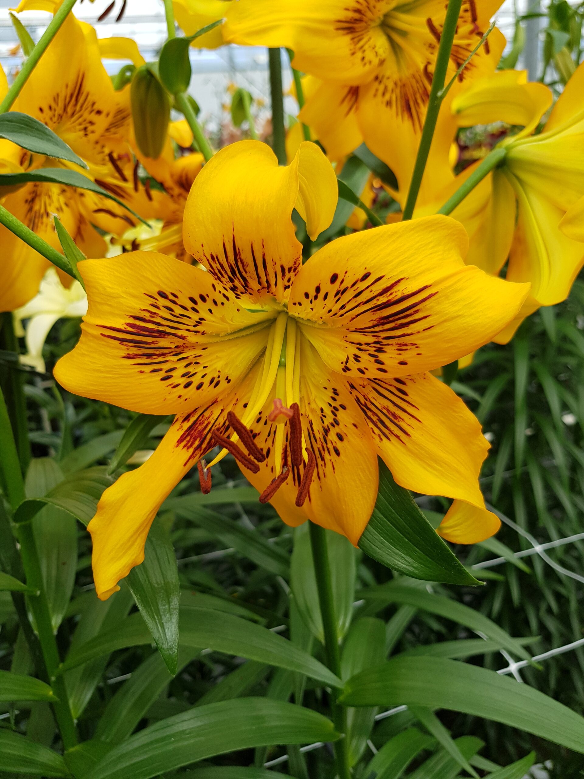 6316_lilium_cultorum_yellow_bruse_ZK_001.jpeg
