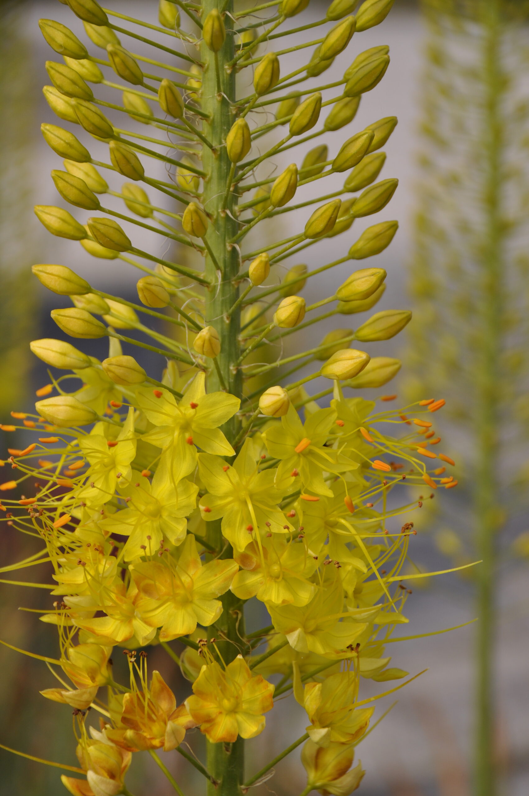 9003_eremurus_stenophyllus_var_stenophyllus_BG_001.jpg